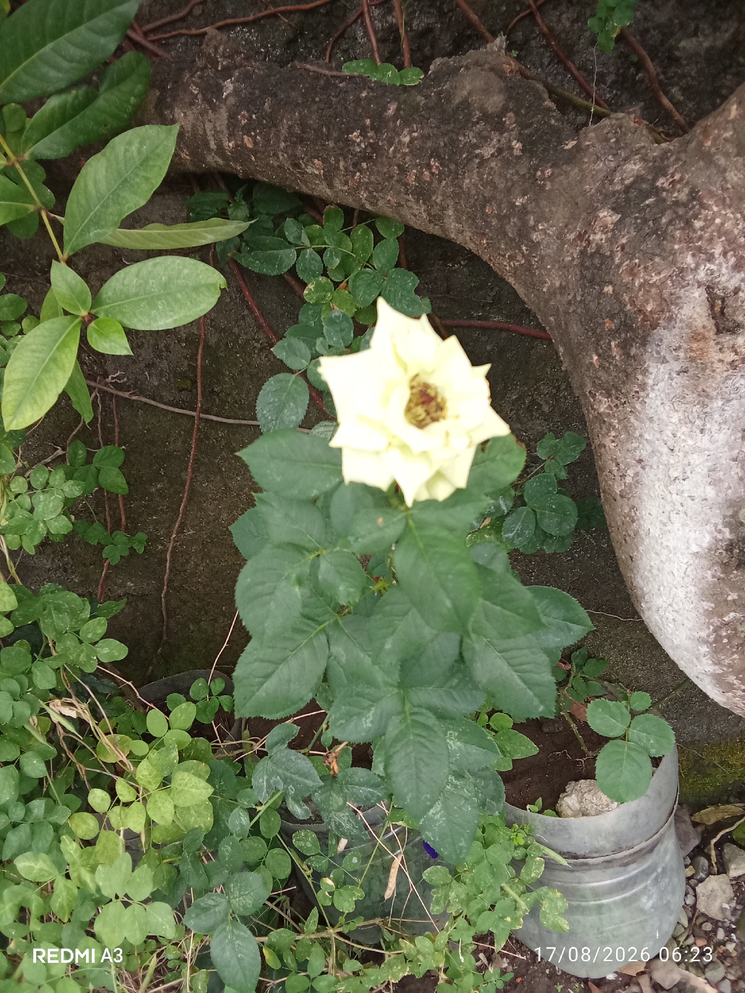 A single light yellow rose is in bloom, centered in the frame. The rose has multiple petals and a dark center. It is growing from a leafy green bush. The bush is planted in a grey cylindrical pot. To the left of the rose is a grey concrete wall. To the right of the rose is a large, rough, grey tree trunk. The ground is covered with dirt and small stones. The image is dated 17/08/2026 06:23. The location is identified as Cemani, Indonesia.