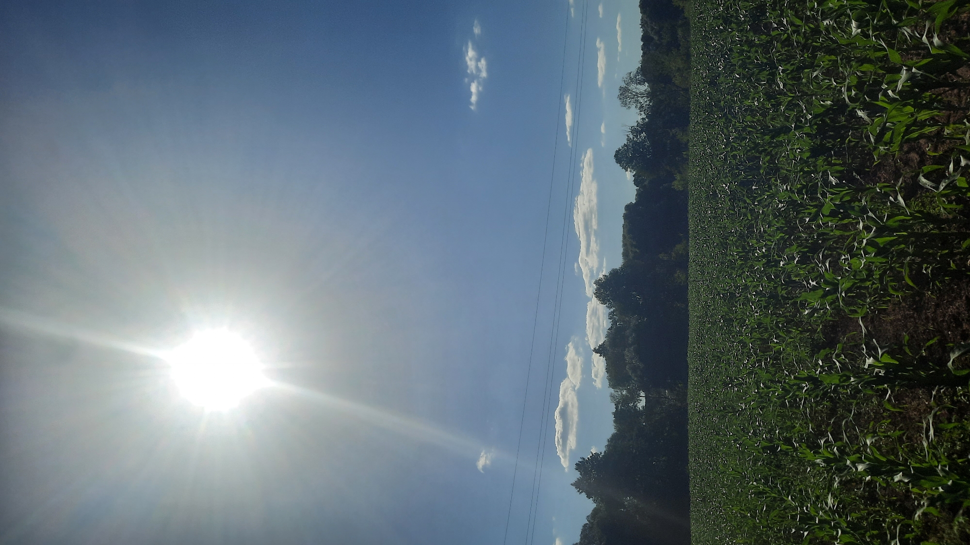 The image captures a bright, sunny day over a field of young corn plants. The sun is high in the sky, its rays extending outwards, creating a halo effect. The sky is a clear blue with a few scattered white clouds. In the distance, a line of dark green trees forms the horizon, and above them, power lines stretch horizontally across the frame. The foreground is dominated by rows of lush green corn stalks, indicating a rural or agricultural setting. The specific location in the city of Shklov, Belarus, is not discernible from the visual elements of the image itself.