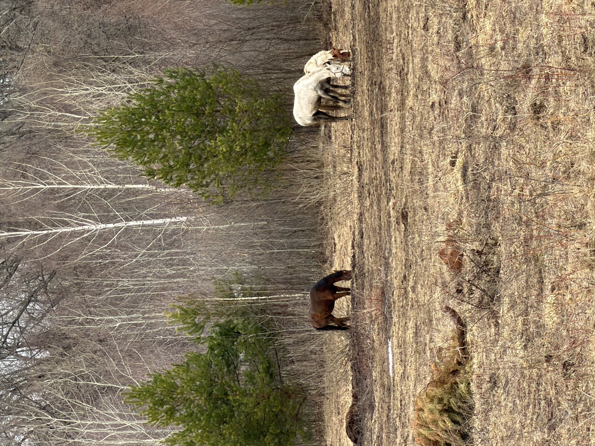 The image depicts a rural scene, possibly in the vicinity of Noviy, Russia, though this is not definitively confirmed within the frame. The foreground features a field covered in dried grasses and scattered brush. A single dark bay horse stands prominently in the field. Further back are three lighter-colored horses huddled together near a small grove of evergreen trees. In the background, bare trees suggest late autumn or early spring. The lighting indicates daylight.