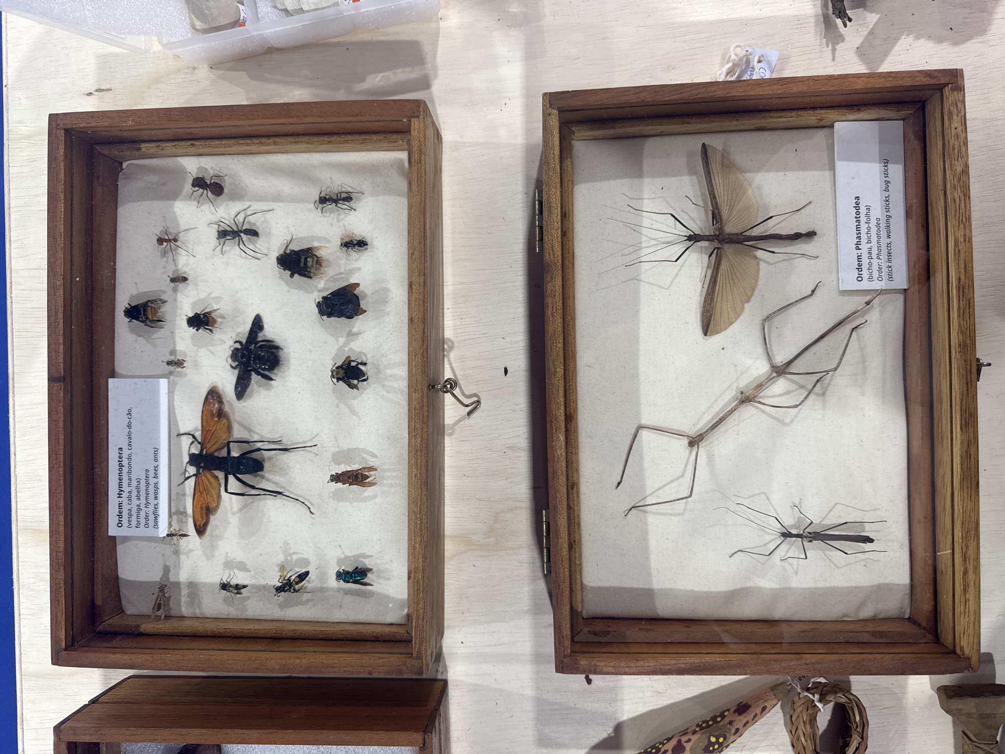 The image displays two wooden framed shadow boxes containing preserved insects, positioned on a light-colored wooden surface. The upper shadow box, labeled "Ordem: Hymenoptera" and "Order: Hymenoptera (sawflies, wasps, bees, ants)", showcases various species of flying insects, including a large dark-colored insect with orange wings at the center-left, and several smaller ants and bees. The lower shadow box, labeled "Ordem: Phasmatodea" and "Order: Phasmatodea (bicho-pau, bicho-folha) (stick insects, walking sticks, bug sticks)", contains two stick insects, one of which is significantly larger and has outstretched, light brown wings. The scene appears to be an exhibit or collection, possibly at a museum or educational institution. The overall setting is indoors, with a blue border visible at the top of the frame, suggesting it's part of a larger display. The location in Niterói, Brazil is not directly indicated by visual elements in the image.