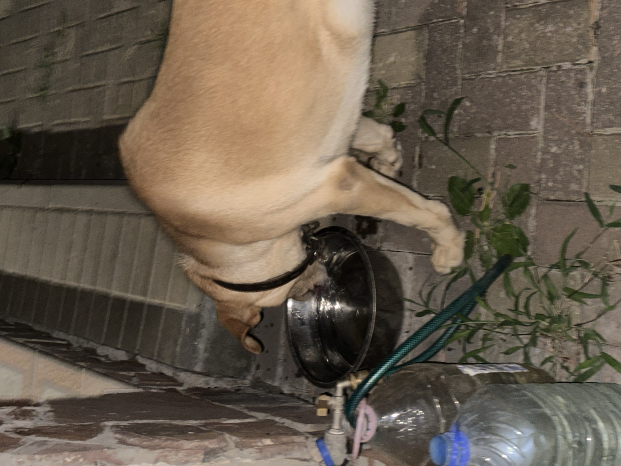 A light brown dog with a black collar is drinking water from a metal bowl on a paved surface. The dog is positioned to the right of the bowl, with its head lowered into it. To the left of the bowl, there are two large plastic bottles, one with a blue cap and the other with a pink lid, connected by a green hose to a faucet attached to a brick wall. The environment appears to be outdoors, possibly a backyard or patio, with some sparse vegetation growing between the paving stones. The lighting suggests it is nighttime or dusk. The location is the city of Sochi, Russia.