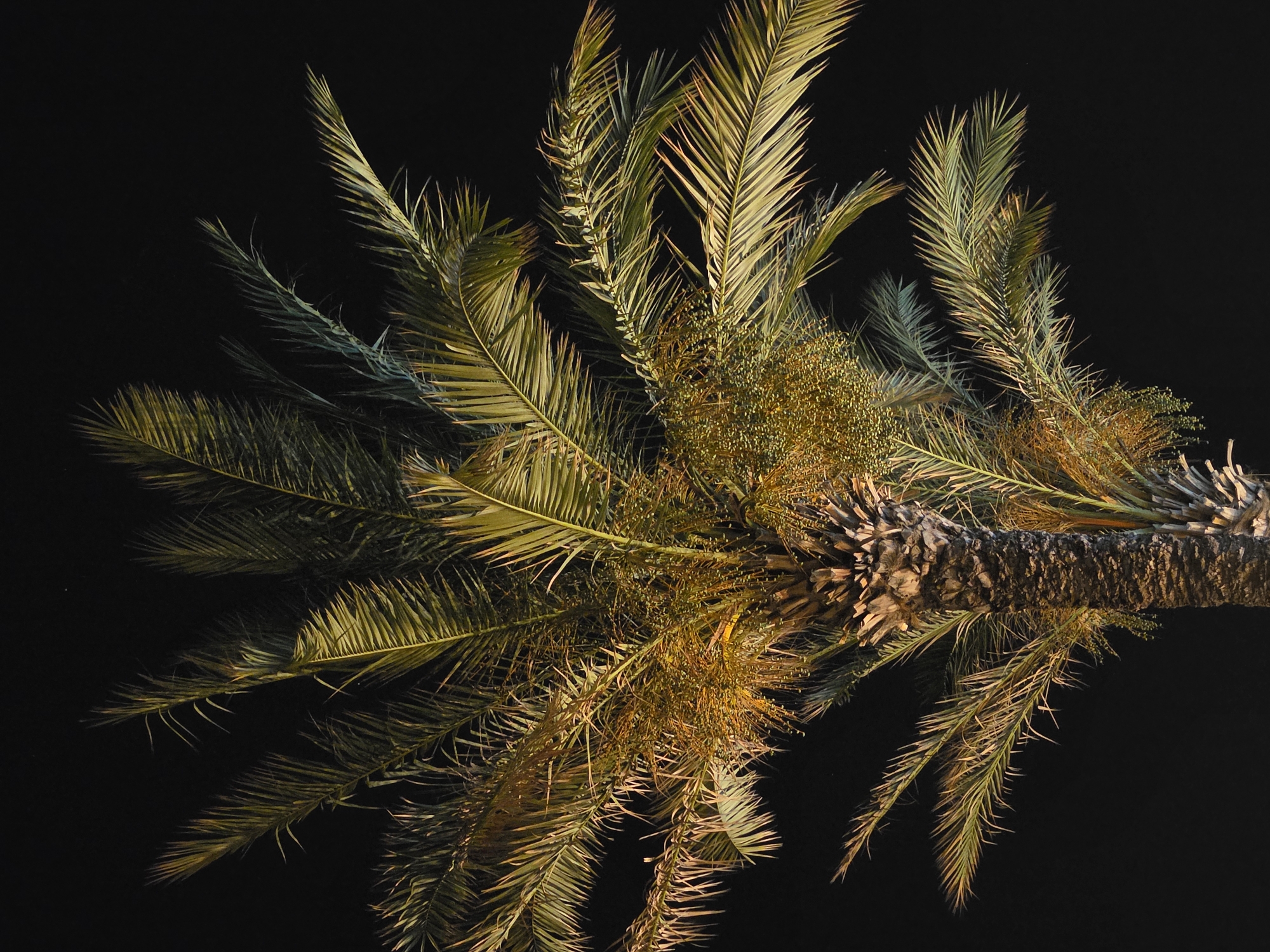 A close-up, low-angle shot of a palm tree at night is presented. The dark sky serves as a backdrop, with the palm tree's fronds and trunk illuminated by artificial lighting, casting a warm, golden-yellow glow on the foliage. The texture of the trunk is rough and fibrous, with distinct patterns of bark. The fronds are a vibrant green, with some appearing to have a slightly yellowed hue, indicating natural aging or the effect of the lighting. Small, dense clusters of what appear to be dates are visible among the fronds. The image is devoid of any human presence or other significant objects, focusing solely on the natural subject. The location is identified as Hlorakas Community, Cyprus.