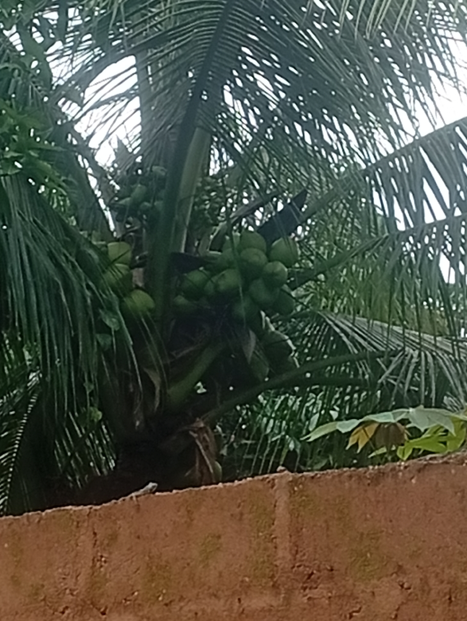 The image captures a cluster of green coconuts hanging from a coconut palm tree. The coconuts are clustered together, with their smooth, green exteriors visible. The palm fronds are lush and green, creating a dense canopy overhead. In the foreground, a rough, reddish-brown wall runs horizontally across the bottom of the frame. A small, light-colored lizard is perched on the top edge of the wall, facing left. The background is filled with more greenery from the coconut tree and other vegetation, with a bright, overcast sky visible through the fronds. The scene appears to be an outdoor setting, likely in a tropical or subtropical environment, possibly in Akokwa, Nigeria, given the mention of this location.