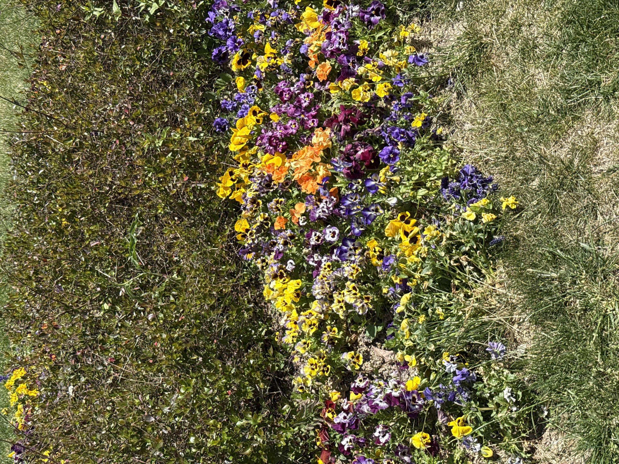 This image, captured in Sofia, Bulgaria, provides an overhead view of a vibrant outdoor garden or flower bed. The central feature is a lush, winding band of colorful pansies, running diagonally across the scene. These flowers display a rich spectrum of hues, including bright yellow, various shades of purple (from deep violet to lighter lavender), vivid orange, and some white or cream. Many of the pansies exhibit bicolored or tricolored petals with darker centers, creating intricate patterns.
To the left of the flower bed, there is a dense expanse of low-lying shrubs or bushes, characterized by numerous small green leaves and thin, intertwining branches. This foliage offers a natural, somewhat unkempt contrast to the cultivated blooms. On the right side of the image, the ground is covered with patches of grass, interspersed with areas of dry earth. Some sections of the grass appear greener and more robust, while others are sparser and straw-like.
The scene is brightly illuminated by direct sunlight, indicating a clear day, likely during mid-morning or afternoon. There are no people, animals, or artificial structures visible, emphasizing the natural environment. The image captures a static moment of blooming nature, conveying a sense of serenity and the beauty of a well-tended garden space. No visible text is present in the media file.