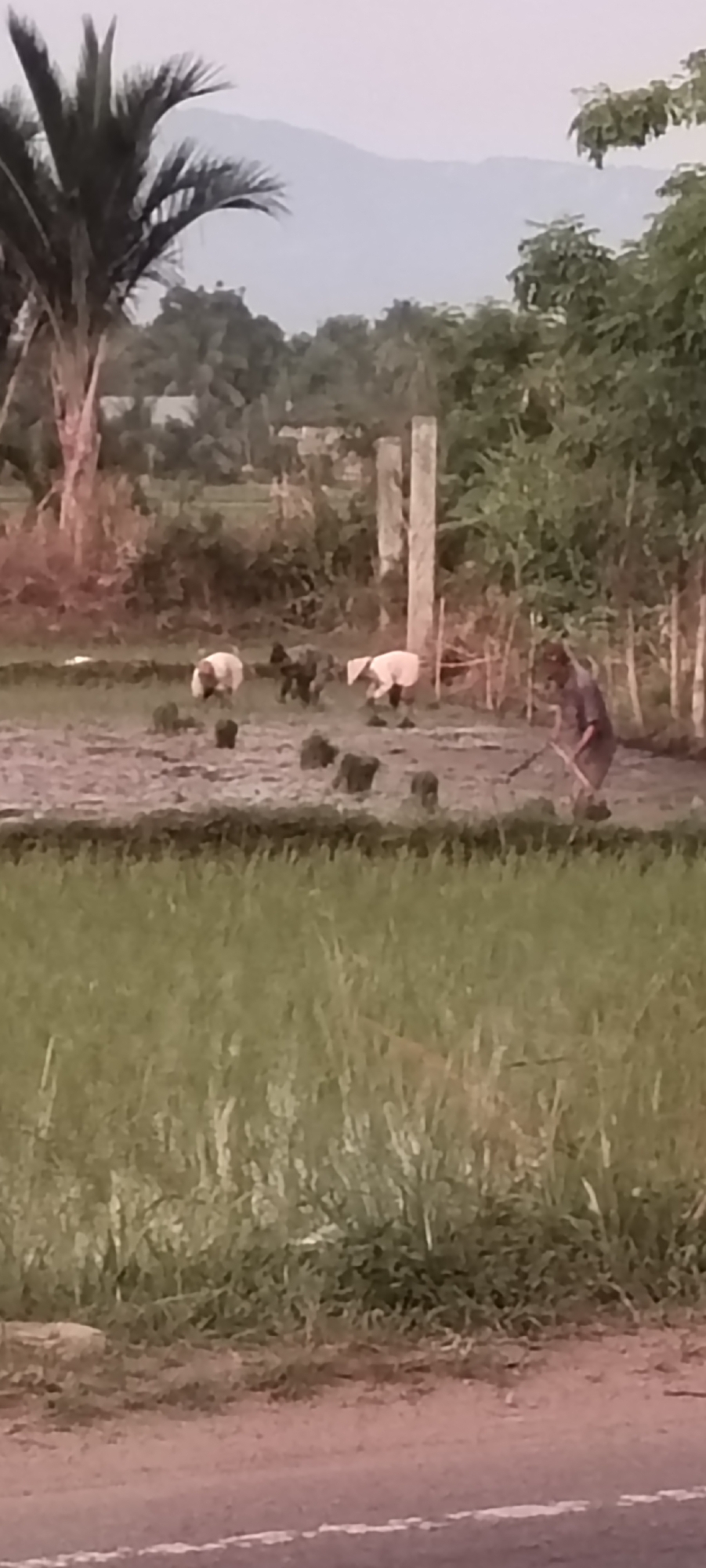 In Keudeteupinpunti, Indonesia, a rural scene depicts agricultural activity in a flooded paddy field. A person, possibly a farmer, is actively engaged in the field, holding a tool resembling a hoe or a rake. In the middle ground, two individuals are tending to the crops, one wearing a conical hat. A few animals, likely sheep or goats, are also present in the field. The background shows lush green vegetation, including a palm tree and a distant mountain range. The sky is overcast, suggesting a hazy or cloudy day. The foreground shows a paved road with a white line marking its edge. The overall image captures a moment of daily life and labor in the Indonesian countryside.