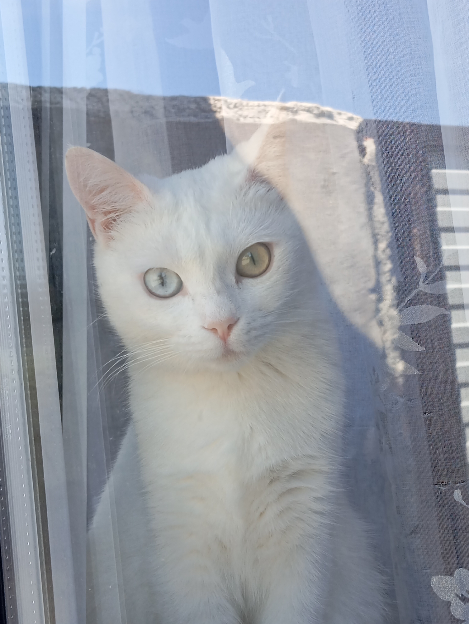 A close-up, slightly above eye-level shot captures a white cat with heterochromia, one eye is blue and the other is green-yellow, looking directly at the viewer. The cat is positioned behind sheer curtains, one on the left with vertical stripes, and another on the right with a floral pattern, both illuminated by sunlight. The background is a blurry representation of a sunlit outdoor environment. The image is framed by the window, with the upper portion showing a light blue sky and a hint of a building or roofline. The cat's expression is neutral.