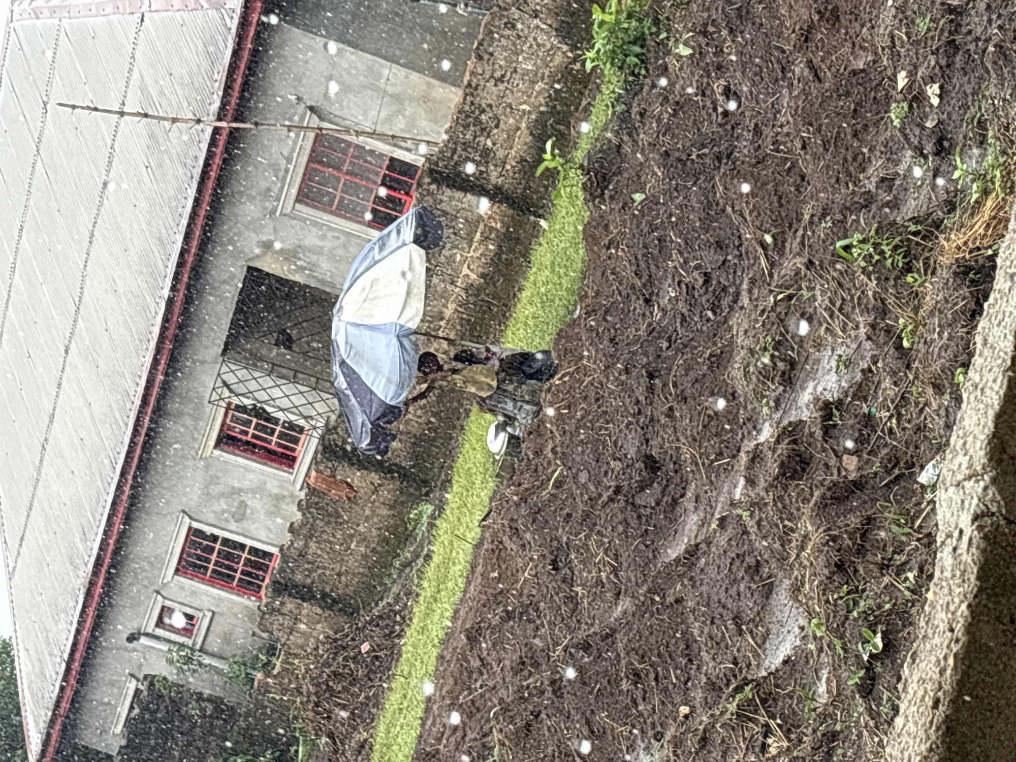 A person stands under a partially open umbrella during a hailstorm. The scene is in an urban area, evident by the presence of a multi-story building with red-framed windows. The ground is covered in dark, tilled soil, interspersed with patches of green vegetation. Hailstones are visible scattered across the ground and in the air. Location: Ikot Ekpene, Nigeria.