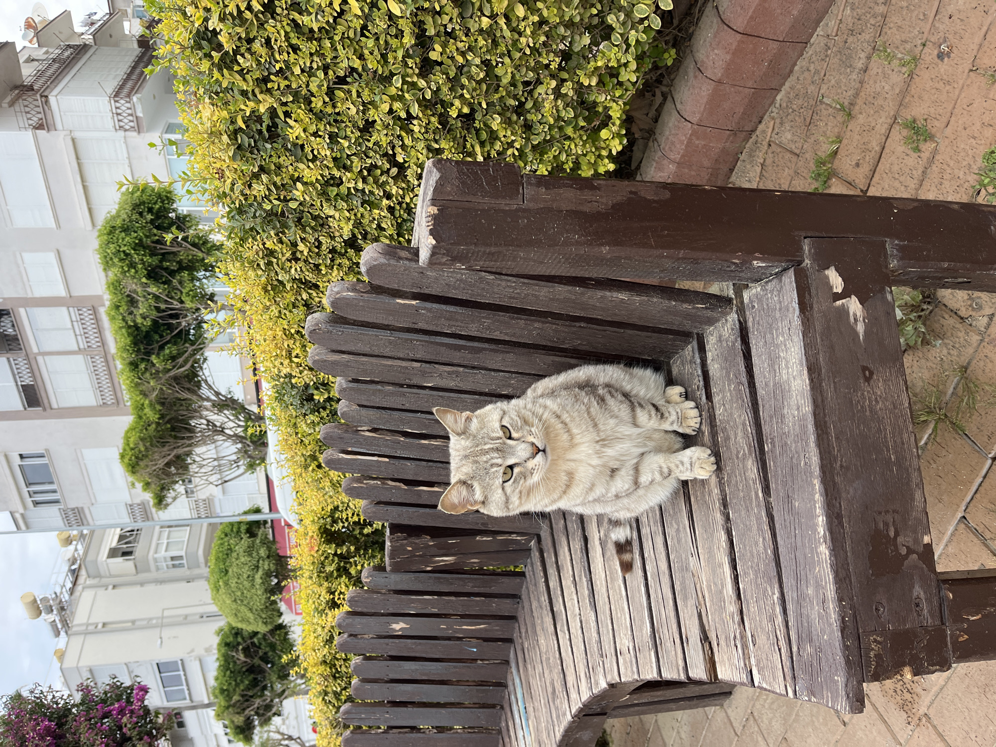 A light-grey tabby cat is perched on a park bench in Alanya, Turkey. The cat is positioned centrally on the bench, facing the camera with its paws tucked under its body. The wooden bench is aged and worn, with a dark brown stain. Behind the bench is dense green foliage, and in the distance, white apartment buildings are visible. The ground surrounding the bench is paved with brick. The sky is overcast.