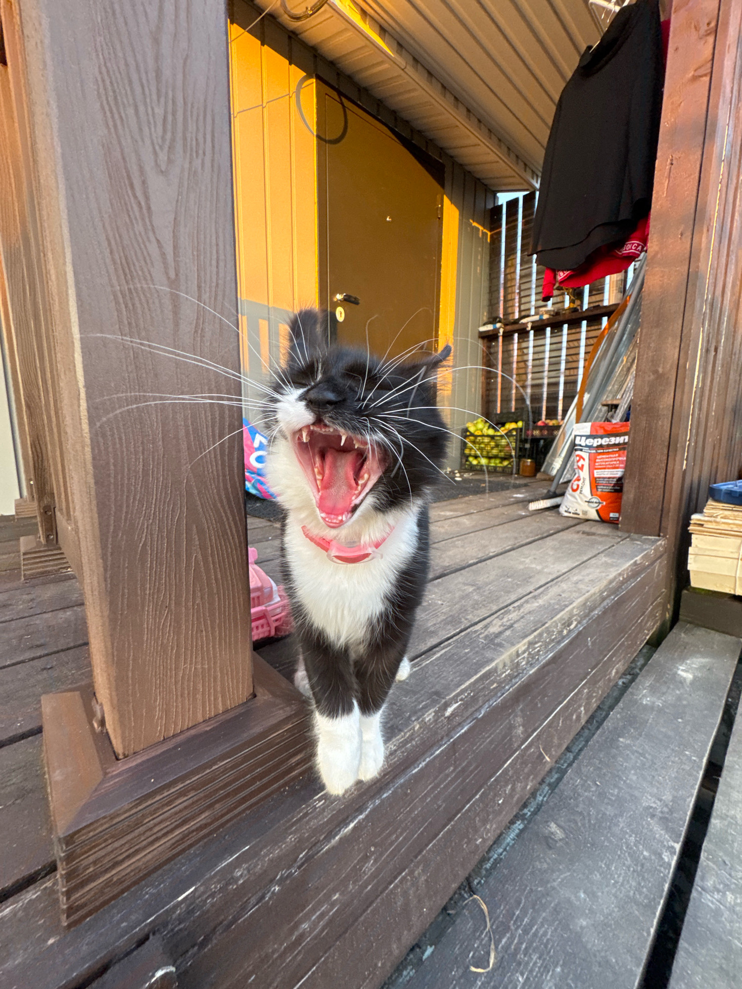 A black and white cat with a pink collar is captured yawning widely on a wooden porch, likely located in Kempelevo, Russia. The cat's mouth is open, revealing its pink tongue, teeth, and throat. Its eyes are partially closed, and long whiskers extend outwards. The cat stands on weathered wooden planks, with a wooden support structure to its left. In the background, a yellow door is visible, illuminated by warm sunlight. Further back, a metal roof overhang and some shelves with various items, including what appear to be bags of building materials and some fruit in crates, are present. A black garment and a red garment are hanging on a line above the shelves. The overall environment suggests an outdoor residential or utility area.