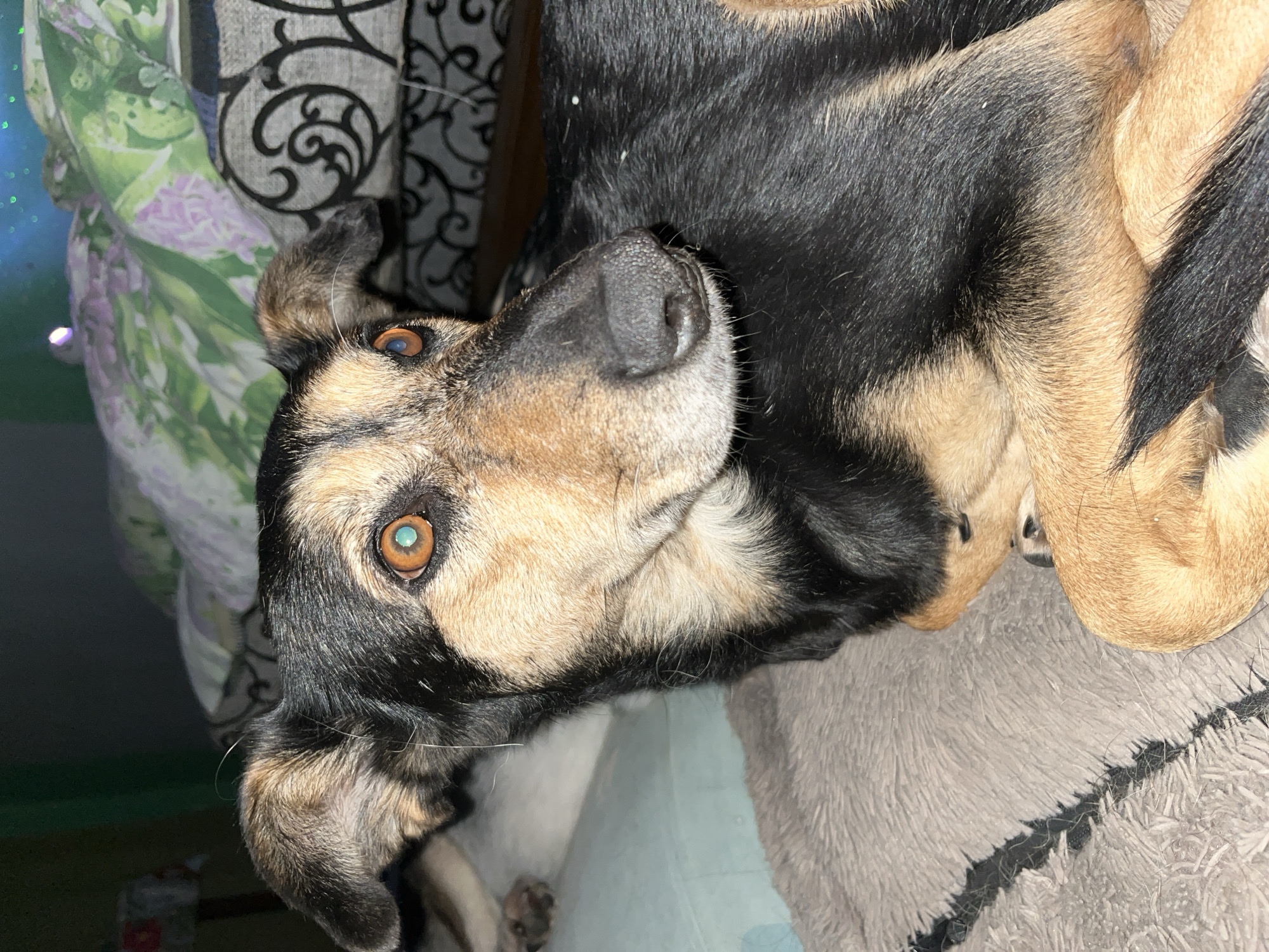 A medium shot captures a dog with black and tan fur lying on a textured gray bed. The dog's head is turned to the left, with its right eye, a striking hazel color with a hint of turquoise in the pupil, visible. The background is softly blurred, showing pillows with floral and patterned coverings, suggesting an indoor setting, possibly a bedroom. The lighting appears to be dim, with some subtle blue and green lights reflecting from an unseen source, possibly decorative string lights. The scene is devoid of any human presence or activity. The image does not provide information to determine its location in the city of Nizhny Tagil, Russia.