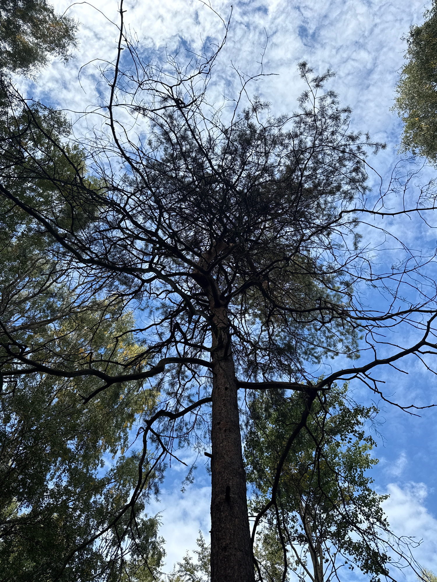 This image captures a low-angle view of a tall pine tree against a bright blue sky with scattered white clouds. The tree's branches, many of which are bare and dark, spread widely, creating a complex silhouette against the sky. Other trees with green foliage are visible in the background, partially obscuring the sky in some areas. The scene appears to be in a natural outdoor setting, possibly a forest or park, located in the city of Rusanovo, Russia. There are no people or animals visible in the image, and no specific actions or interactions are depicted. The focus is on the texture and form of the trees and the contrast between their dark branches and the vibrant sky.