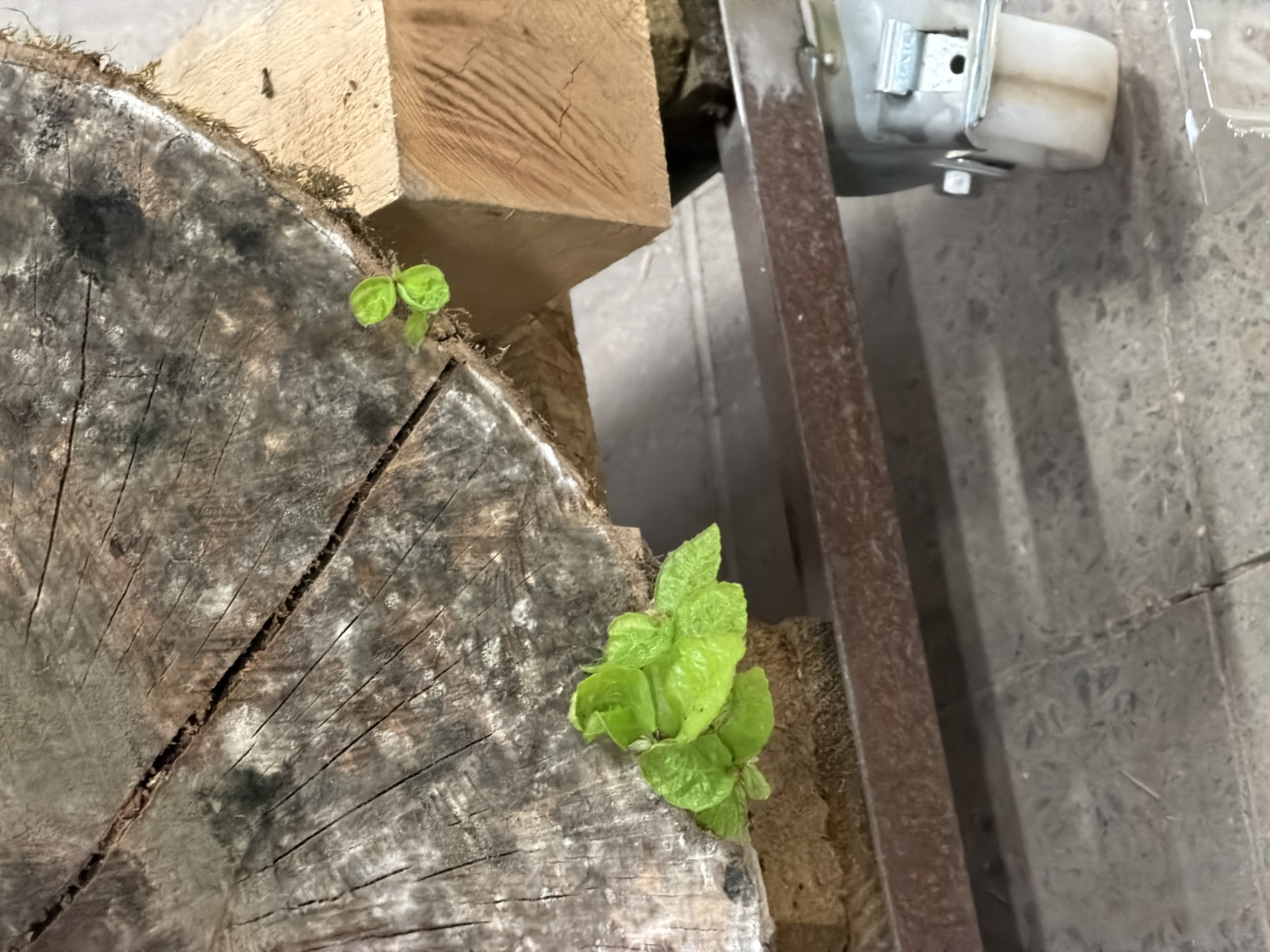 The image shows a close-up view of green sprouts growing from a thick, weathered log. The log is positioned on a metal frame that appears to be part of a cart or stand with a wheel visible at the bottom right. The background shows a concrete floor. The scene is indoors, likely in a workshop or storage area, based on the materials and the overall lighting. There are no people or animals in the image. The location is not specified as Leudelange, Luxembourg.