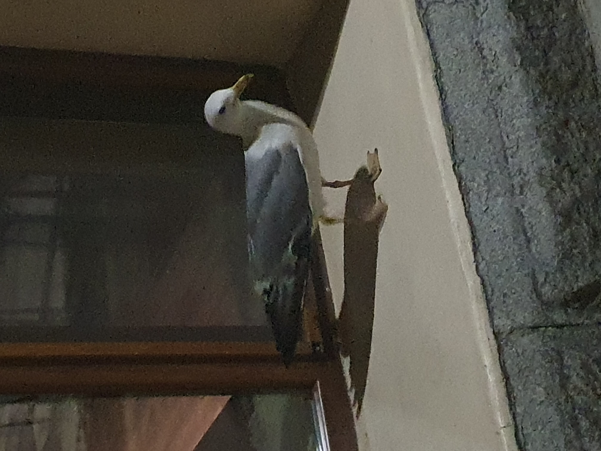 A white seagull perches on a window ledge of a building at night in Plovdiv, Bulgaria. The building is light-colored with a stone facade. The seagull has white head and a grey body, with a yellow beak. The window frame is dark-colored.