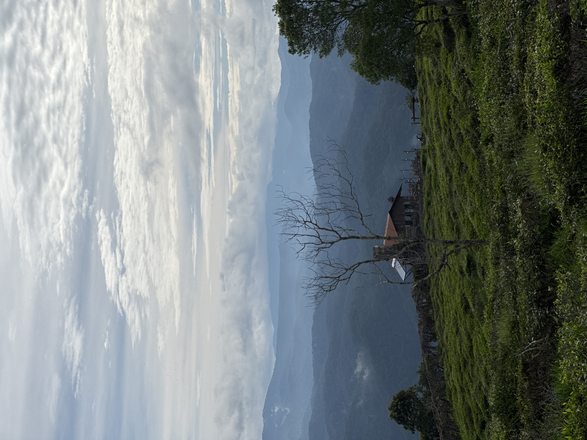 This image depicts a hillside vista, likely in the vicinity of Phát Chi, Vietnam. The foreground features dense, green vegetation covering a steep slope. A bare tree stands prominently in the midground, its branches silhouetted against the backdrop of layered, hazy mountain ranges. A building with a reddish-brown roof is situated amidst the vegetation. In the background, alternating layers of blue-toned mountain ranges fade into the distance. The sky above is filled with striated clouds, predominantly white and grey. The orientation suggests the photograph has been rotated counterclockwise.