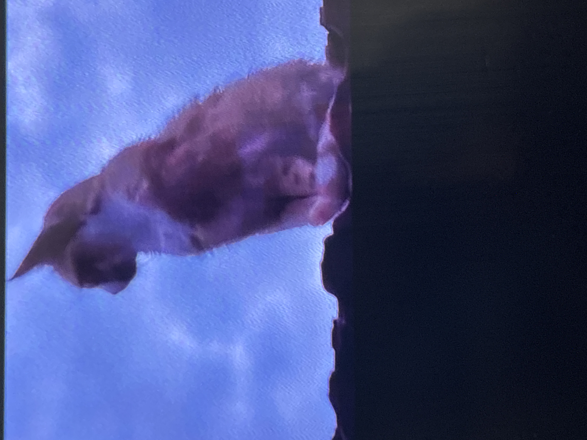 The image, taken in Wolverhampton, United Kingdom, features a cat mid-motion against a split background. The main subject is a medium-sized cat, positioned horizontally, with its head on the left and its body extending towards the right. The cat's fur displays a reddish-brown color with pronounced purplish tones, suggesting specific indoor lighting or camera processing. Its facial features are indistinct due to motion blur and low image resolution, but the general outline of its head and body is visible.
The background is divided into two main sections. To the left and above the cat is a textured, light blue surface, which could be a wall, a piece of fabric, or a bright, diffused light source. To the right and below the cat is a dark, almost black, featureless area, likely a piece of furniture, a shadowed wall, or another dark object. The jagged outline where the cat meets the dark background suggests movement or the texture of the cat's fur.
No people are visible in the frame, and there is no discernible text. The scene appears to be an indoor candid shot, possibly capturing a playful moment or a spontaneous action of the cat. The time of day and weather cannot be determined from the image.