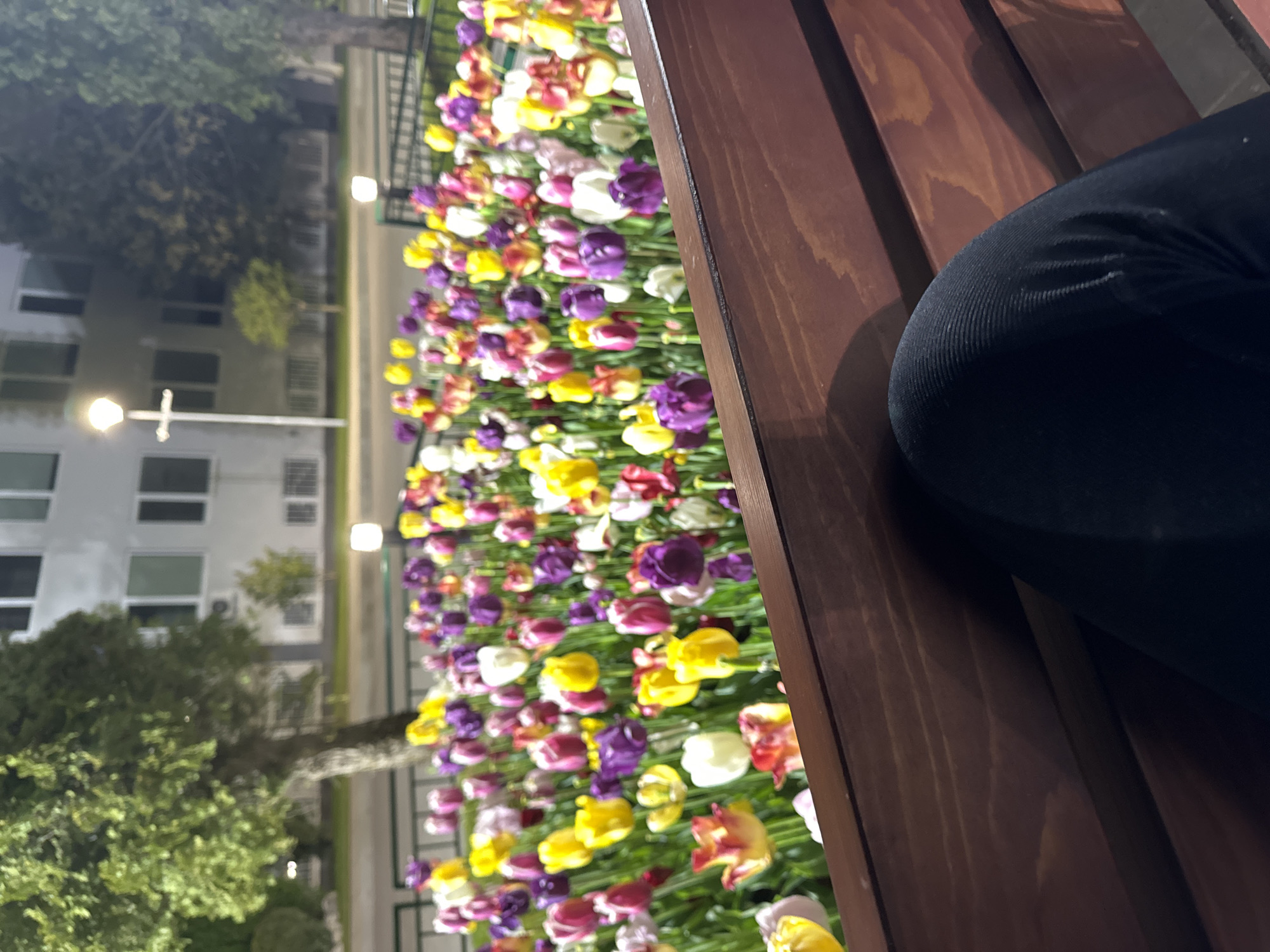 The image shows a nighttime scene with a flower bed full of colorful tulips in shades of yellow, purple, white, and red. The flower bed is situated next to a wooden bench where someone is sitting, with the edge of their black-clad leg visible. In the background, there is a building with multiple windows and streetlights illuminating the area. Based on the visible architecture and flowers, the location is likely in a public area in the city of Sofia, Bulgaria.