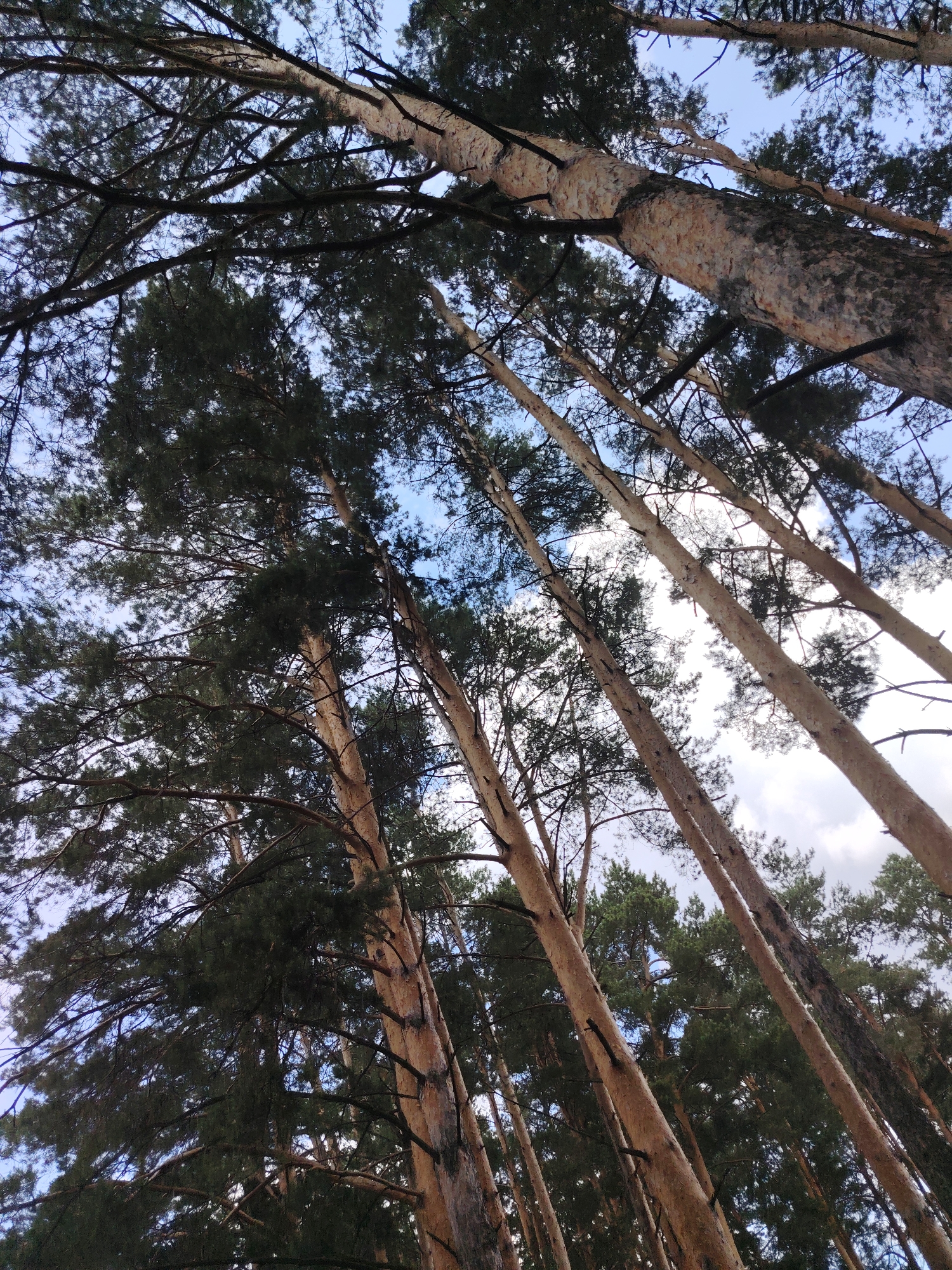 The image displays a low-angle view looking up into the canopy of a pine forest. Numerous tall, slender pine trees dominate the frame, their rough, light-brown bark and dark green needles creating a textured pattern against a bright, cloudy blue sky. The trees are densely packed and angled in various directions, some appearing to lean significantly. The lighting suggests it is daytime, with sunlight filtering through the branches, creating highlights and shadows. The scene depicts a natural outdoor environment. The location is identified as a forest in the city of Chaikovsky, Russia. There are no people or animals visible in the image.