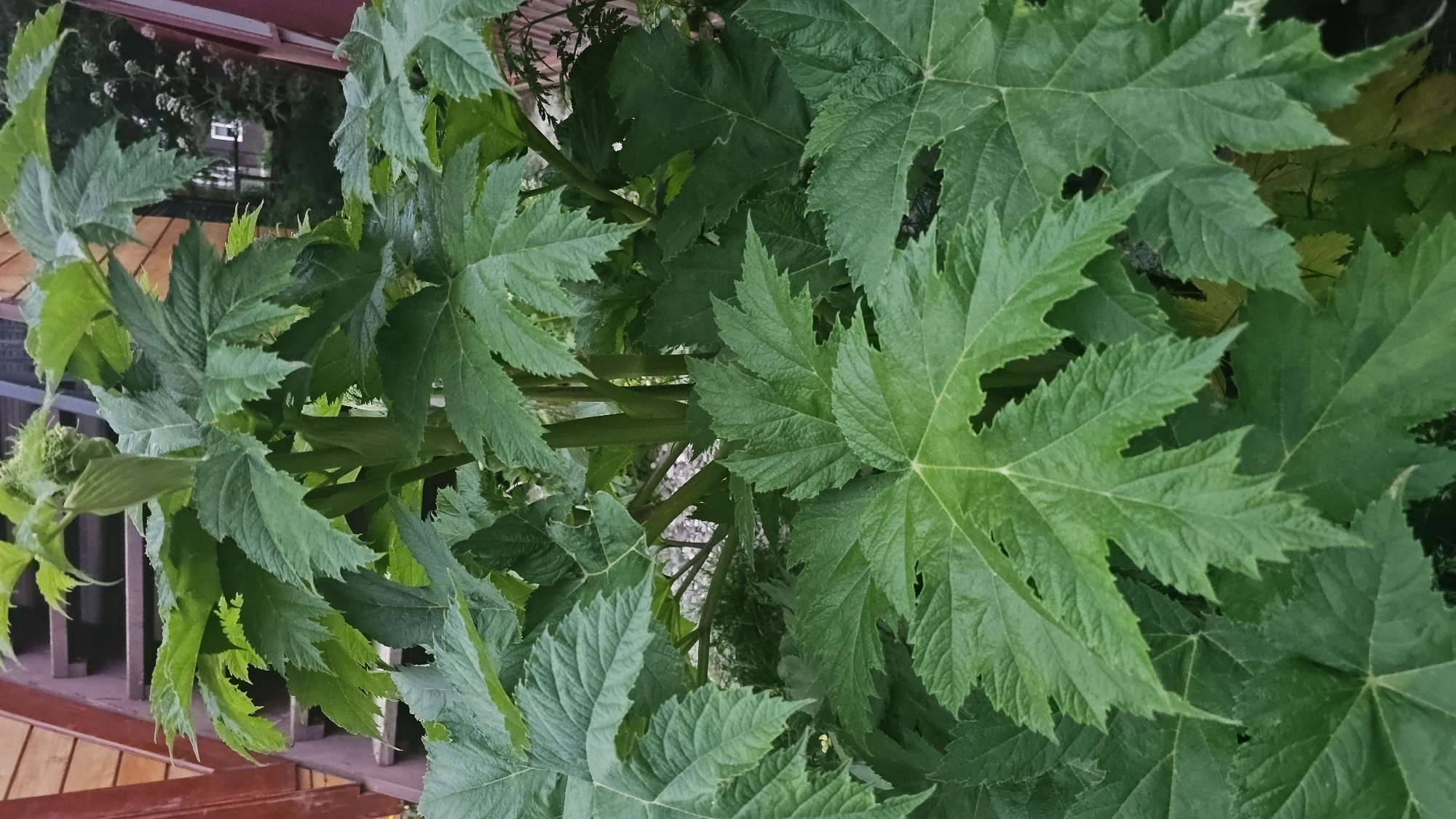 The image displays a close-up view of a large, leafy green plant, likely a Giant Hogweed, with its characteristic serrated leaves dominating the frame. In the background, partially visible wooden stairs painted a deep red ascend to the left, and to the right, there is a glimpse of a wooden building structure and some smaller white flowers. The overall environment suggests an outdoor setting, possibly a garden or yard. There are no people visible in the image. The lighting is natural, indicating it was taken during the daytime. The specific location in Ust’-Bol’sheretsk, Russia is not discernible from the visual information provided.