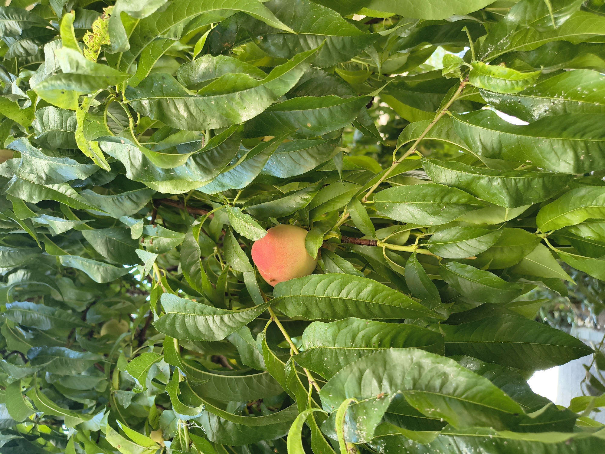 An overhead shot captures a single, ripe peach hanging from a branch amidst a dense canopy of green leaves. The peach is a blend of warm colors, with a rosy blush on its exposed side and a softer yellow hue where it is shaded by the foliage. The leaves are lush and varied in their arrangement, some overlapping others, creating a layered effect. Many of the leaves appear to have water droplets on them, suggesting recent rain or dew. The scene is set in an outdoor environment, likely a garden or orchard, given the presence of fruit-bearing trees. While the broader location is stated as Limenaria, Greece, specific details of the city's urban or natural landscape are not visible in the frame, other than the overall impression of lush greenery. The image is composed to highlight the peach as the central subject, surrounded by its natural habitat.