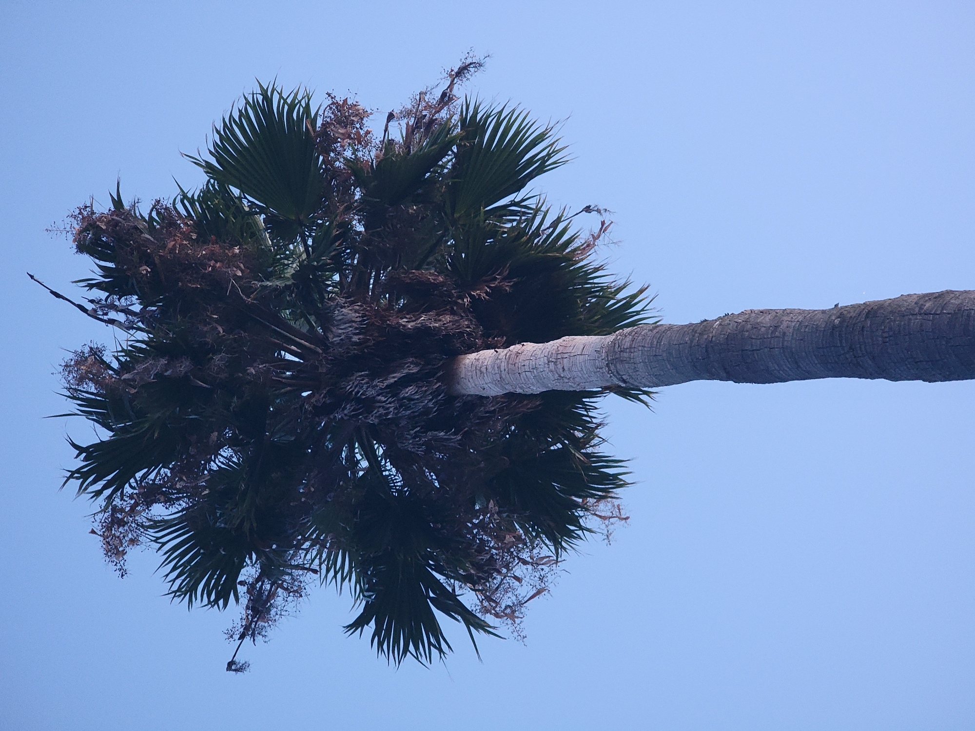 A tall palm tree with a rough, textured trunk stands against a clear, pale blue sky. The tree's fronds are a deep green and appear somewhat dry and wispy at the tips, with some brown, desiccated floral structures mixed among them. The lighting suggests it is daytime, possibly late afternoon or early morning, given the soft, even illumination and the absence of harsh shadows. The composition is a low-angle shot looking directly up at the tree, emphasizing its height and solitary presence. There are no people or other objects visible in the frame, and the environment is solely the sky and the tree. The scene is characteristic of the vegetation found in coastal areas like Quarteira, Portugal, where palm trees are common ornamental features in public spaces and gardens.
