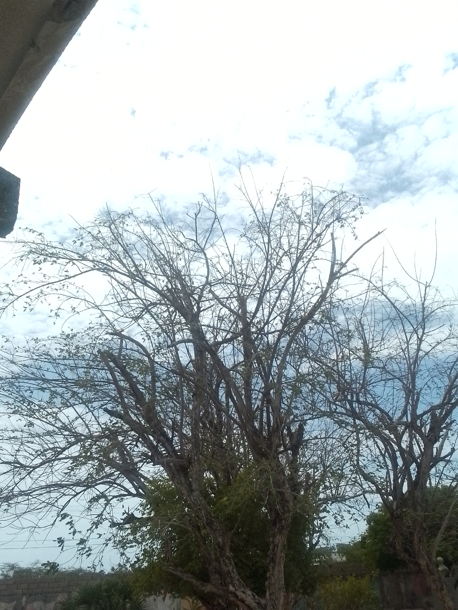The image presents an outdoor scene dominated by a cluster of large trees, primarily showing bare, intricate branches against a bright, cloudy sky. Some sparse green leaves are visible on the lower and interior branches of the trees, suggesting a dry season or a deciduous species. The tree trunks are thick and dark, with a textured bark. The sky, occupying the upper two-thirds of the frame, features scattered white and light grey clouds against a pale blue background, indicating a clear, bright day, likely midday or early afternoon.
In the top-left corner, a grey concrete or stone architectural element, possibly part of a building or an overhang, partially obscures the sky. Towards the bottom left, a section of a low wall made of concrete blocks is visible, alongside additional green ground foliage. More dense green vegetation can be seen interspersed among the trees and towards the bottom right, suggesting a natural or semi-natural landscape adjacent to human-made structures. The setting is consistent with a tropical or semi-arid environment, such as Juan Griego, Venezuela. No specific activity or event is taking place, and no text is visible.