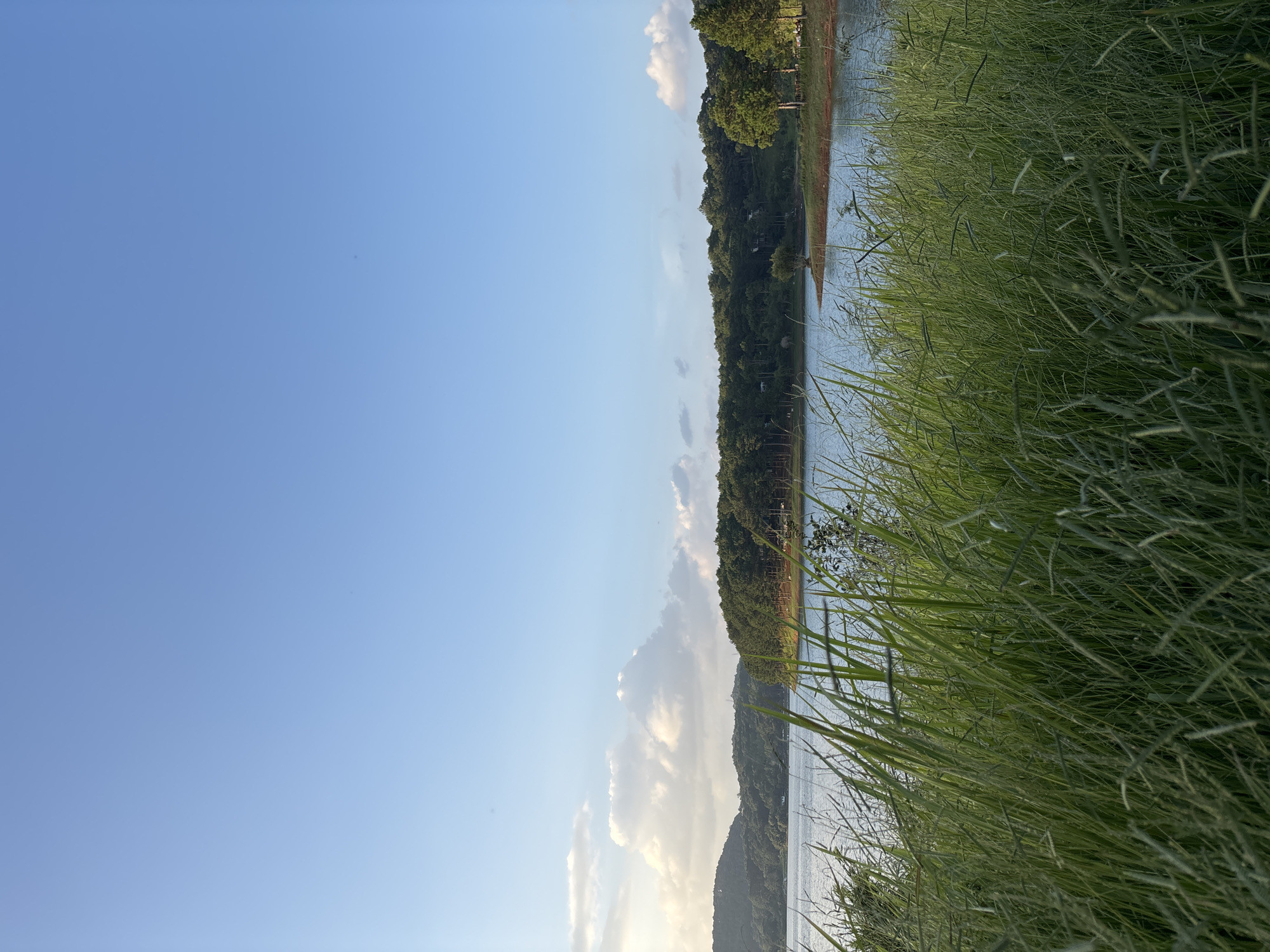 This is an outdoor, eye-level shot of a serene lake scene in Da Lat, Vietnam. The foreground is dominated by tall, green grass with some seed heads, blurred due to its proximity to the camera and the shallow depth of field. Beyond the grass, a calm lake stretches out, reflecting the light blue sky. The far bank of the lake is lined with a dense forest of tall pine trees, which transition into rolling hills covered in greenery on the left side of the image. A few scattered white clouds are visible in the upper portion of the sky, with the sun's light illuminating some of them from the left. The overall atmosphere is peaceful and natural, capturing the beauty of the Vietnamese countryside.