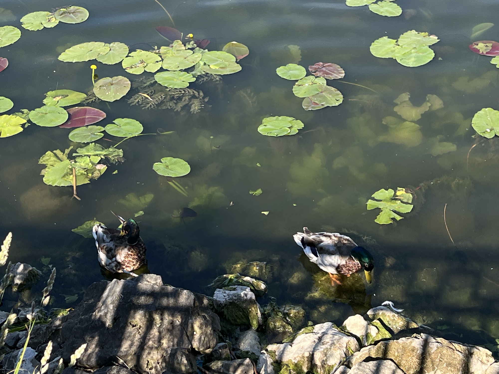 A high-angle, full shot captures a pond filled with lily pads and two mallard ducks in Ternopil, Ukraine. The water is a murky green, with sunlight filtering through and creating reflections. The lily pads are varied in size and color, with some a vibrant green and others with reddish hues. A single yellow flower stands out among the pads. The foreground is occupied by a rocky shoreline, with the rocks appearing wet and covered in moss. The two ducks are positioned in the water near the shore. The duck on the left is facing away from the viewer and appears to be preening. The duck on the right is facing towards the viewer, with its head lowered as if feeding. The overall impression is one of natural tranquility.