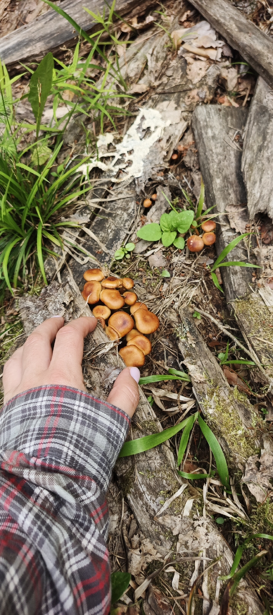 In the city of Garevaya, Russia, a person's hand, wearing a plaid shirt, is shown reaching towards a cluster of small, brown mushrooms growing on a fallen log. The mushrooms are tightly packed together, and some appear to be emerging from the decaying wood. The surrounding environment is characterized by dry leaves, sparse green vegetation, and more fallen logs. The lighting suggests an outdoor setting, likely a forest or wooded area.