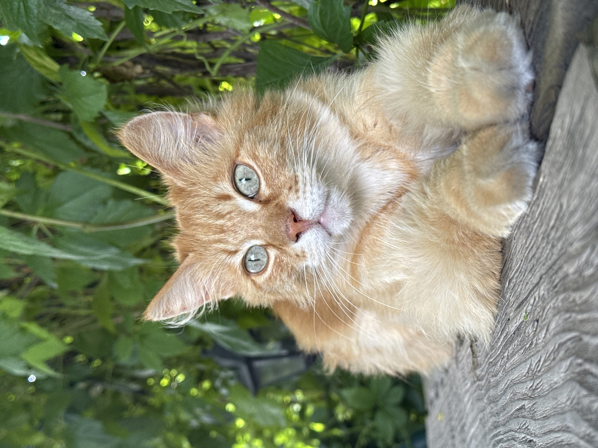 A fluffy orange tabby cat with striking green eyes is resting on a weathered wooden surface. The cat is positioned in the foreground, facing slightly to its right, with its front paws tucked neatly beneath its body. Its fur appears soft and slightly disheveled, creating a somewhat wild yet endearing appearance.
Behind the cat, a backdrop of lush green foliage creates a natural, outdoor setting. The leaves are dense and varied, with some appearing brighter and more illuminated than others, suggesting sunlight filtering through. A dark, indistinct object, possibly a lantern or garden light, is visible in the upper left portion of the background, blurred by the depth of field.
The wooden surface the cat is resting on has a rough texture with visible grain and appears to be aged, with marks and indentations adding character. The lighting suggests it is daytime, with natural light illuminating the scene.
There are no people or specific identifiable landmarks present in the image that would indicate its location within the city of Prokopyevsk, Russia. The scene is purely focused on the cat and its immediate natural surroundings.