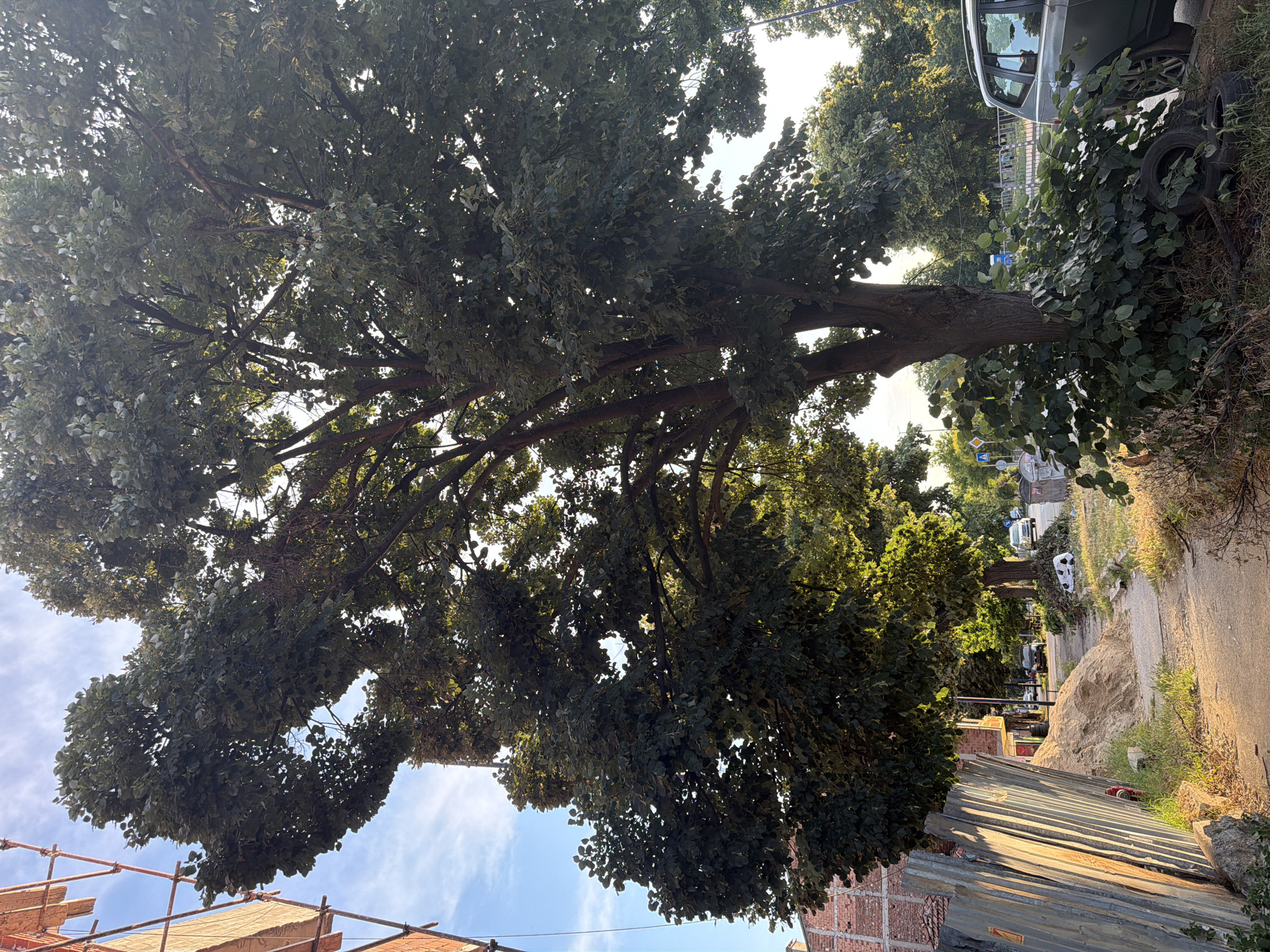 In Pazardzhik, Bulgaria, a sidewalk scene unfolds under a bright sky with scattered clouds. A large tree with dense green foliage dominates the foreground, its branches reaching upwards. To the left of the tree, scaffolding is visible on the side of a brick building. A corrugated metal fence runs along the edge of the sidewalk, leaning against a pile of sand. A dirt path leads away from the viewer, lined with grass and some debris including discarded tires. In the background, several cars are parked or driving on a street, and more trees are visible, creating a somewhat urban park-like atmosphere.