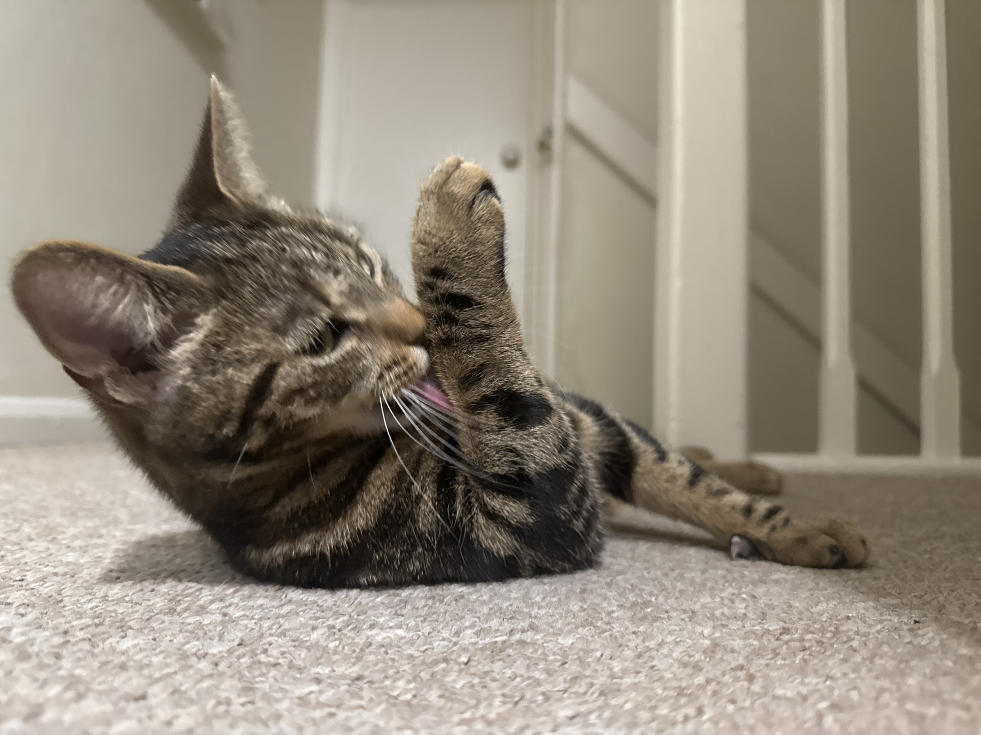 A tabby cat is lying on a beige carpet in a domestic setting. The cat is grooming its front paw, with its tongue extended. A white door and white banister railings are visible in the background. The location is assumed to be indoors in Desborough, United Kingdom.