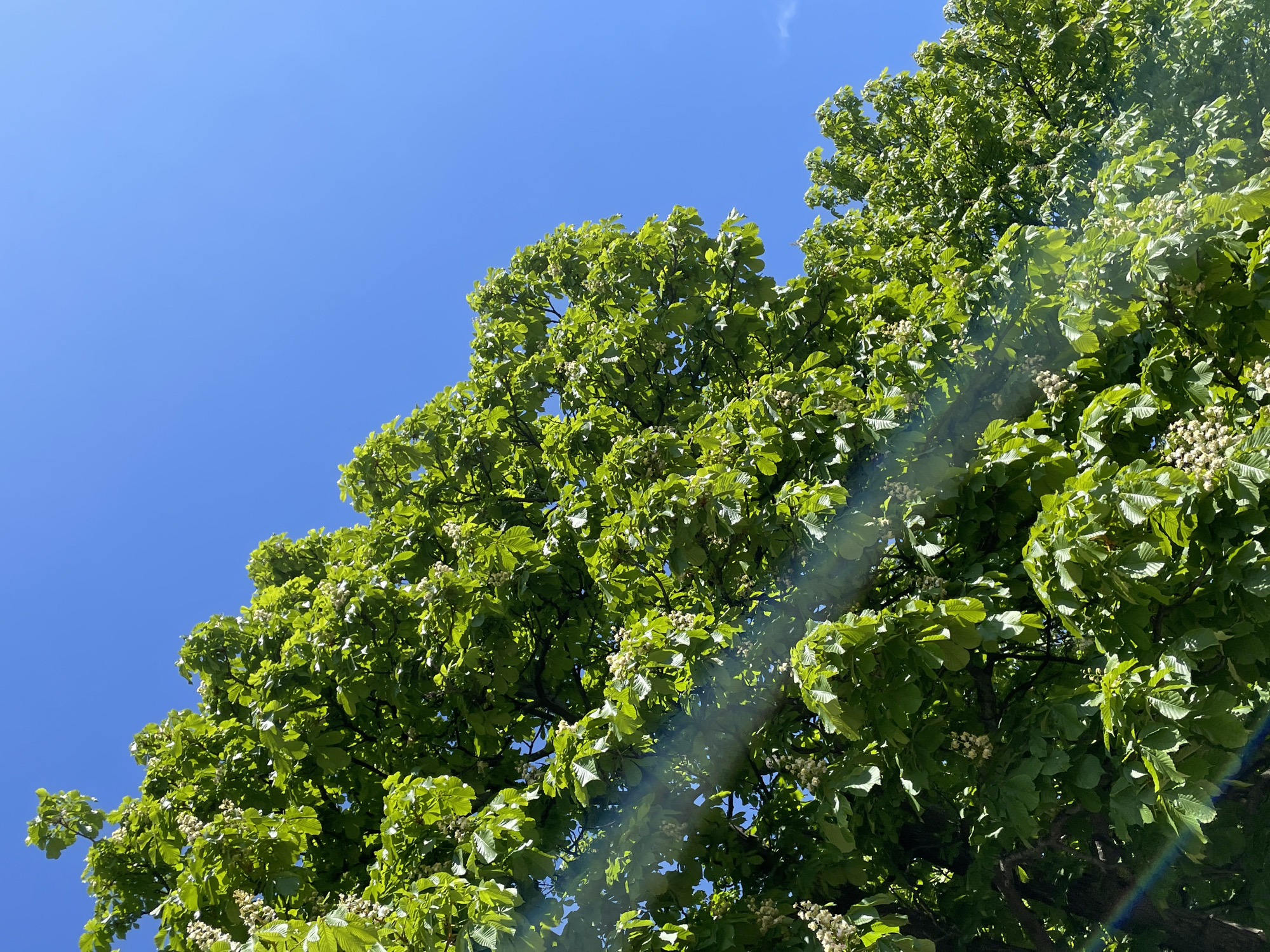 The image captures a view looking up at the lush foliage of a tree against a clear, bright blue sky. The tree's leaves are a vibrant green, with hints of lighter tones suggesting new growth or sunlight reflecting off their surfaces. White flower clusters are visible within the branches. There is a lens flare in the lower right corner, suggesting the sun's position is behind the foliage. Based on the plant species, the location is likely Sofia, Bulgaria, where Aesculus hippocastanum, or horse chestnut, trees are common.