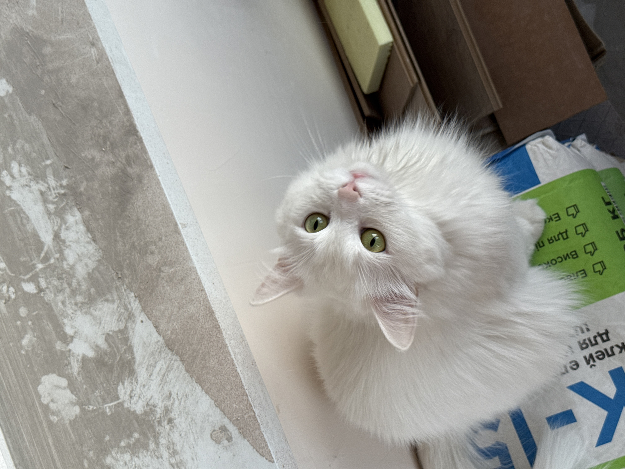 A fluffy white cat with bright green eyes sits on top of some green and white packaging. The cat is looking upwards and to the right of the frame. In the background, there are some brown wooden planks and a small yellow object. The environment appears to be indoors, possibly a construction or storage area, given the materials visible. There are no people or other animals present in the image.
