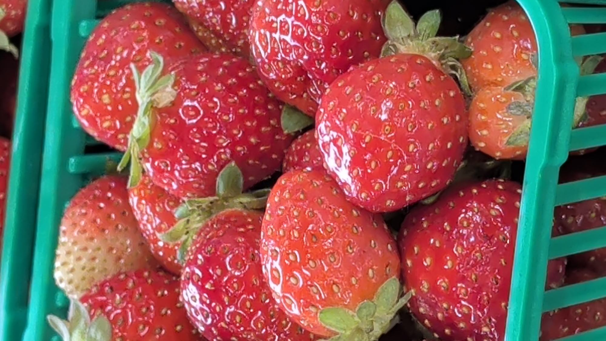 A close-up, eye-level, vertical shot captures a vibrant green plastic basket overflowing with ripe strawberries. The strawberries are primarily a deep red, with some showing lighter pink hues and white tips, indicating varying degrees of ripeness. Each berry is dotted with tiny yellow seeds. The basket's structure is visible, with its green plastic slats forming a grid beneath the fruit. The scene is brightly lit, likely under artificial light, enhancing the glossy texture of the strawberries. There is no indication of the location being in Dorchester, Canada, or any specific city. The image focuses solely on the fruit.