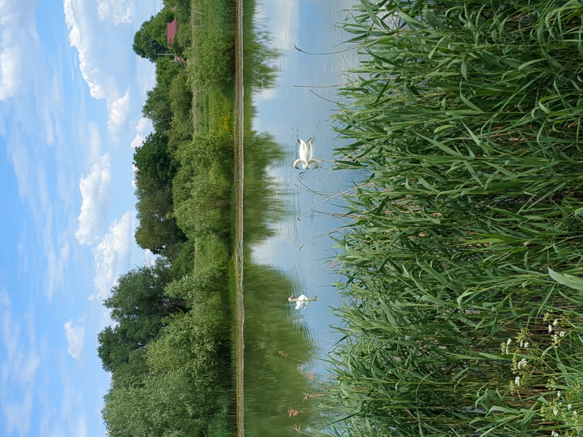 This is a vertical, outdoor, eye-level, medium shot of a tranquil pond with two white swans. The pond is framed by lush green reeds in the foreground and trees and a bright blue sky with fluffy white clouds in the background. The water reflects the sky and the surrounding vegetation, creating a serene and peaceful atmosphere. The sun appears to be high in the sky, suggesting it is daytime. The scene is one of natural beauty and calmness, possibly in a rural or park-like setting. There is no visible text in the image.