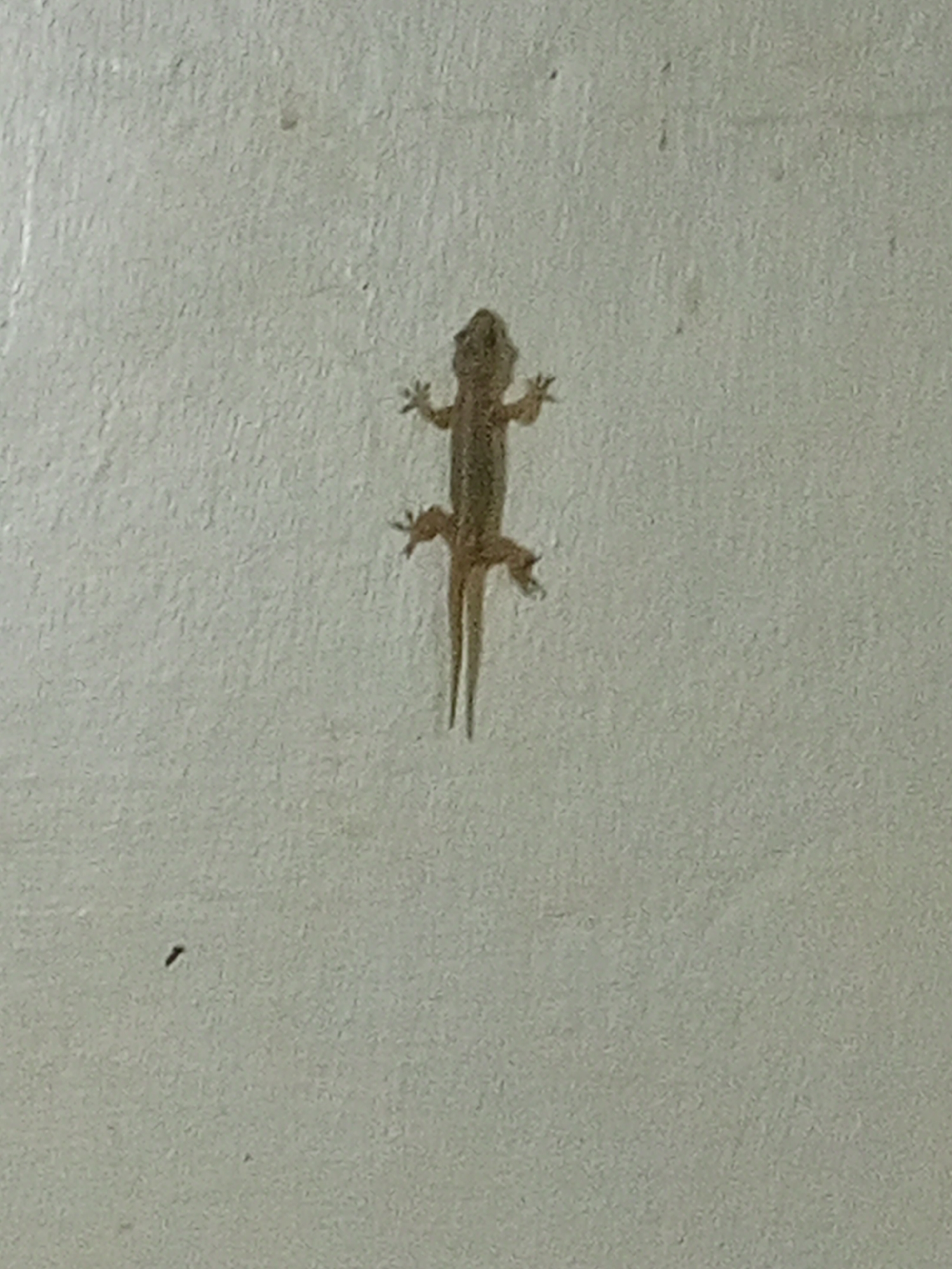 A small, light-brown gecko is adhered to a white or off-white textured wall. The gecko is positioned vertically, with its head at the top of the frame and its tail pointing down. Its four limbs are extended outwards. A small, dark speck is visible on the wall to the lower left of the gecko. The location is unspecified, but I am directed that it is in Tinaquillo, Venezuela.