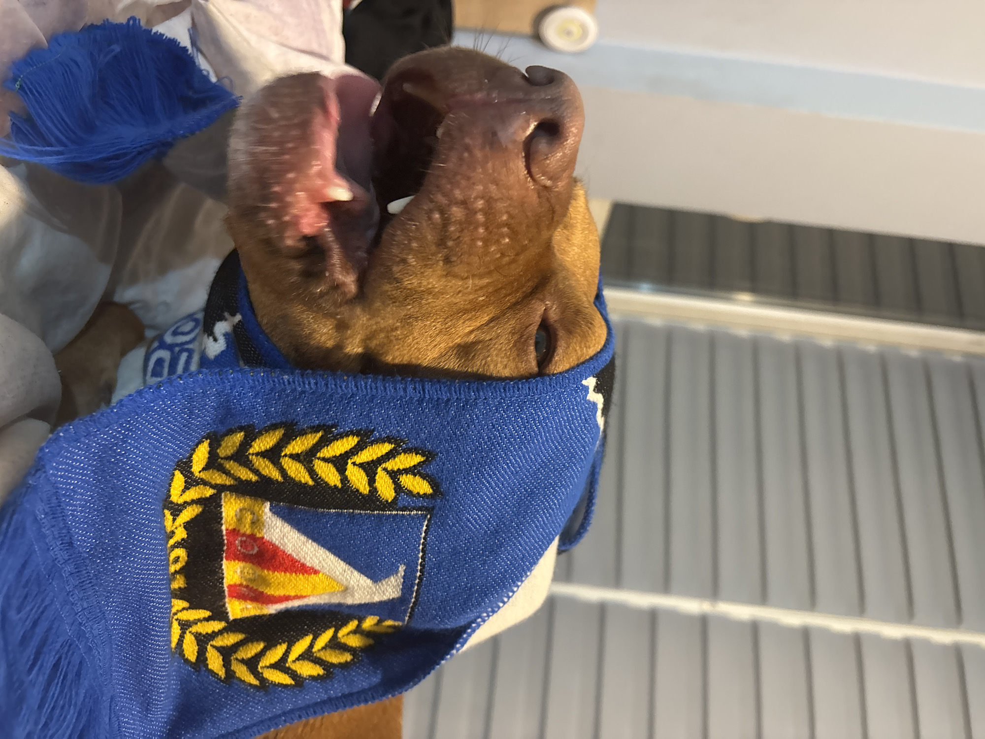 A brown dog wearing a blue and white scarf with an emblem is seen up close. The emblem is a yellow and black laurel surrounding a white, yellow, and red flag. The dog's mouth is open, and the interior of its mouth is visible. The background appears to be a metal blinds. Based on the emblem, the dog could be wearing a scarf affiliated with PFC Levski Sofia, so it is possible that the dog is in Sofia, Bulgaria.
