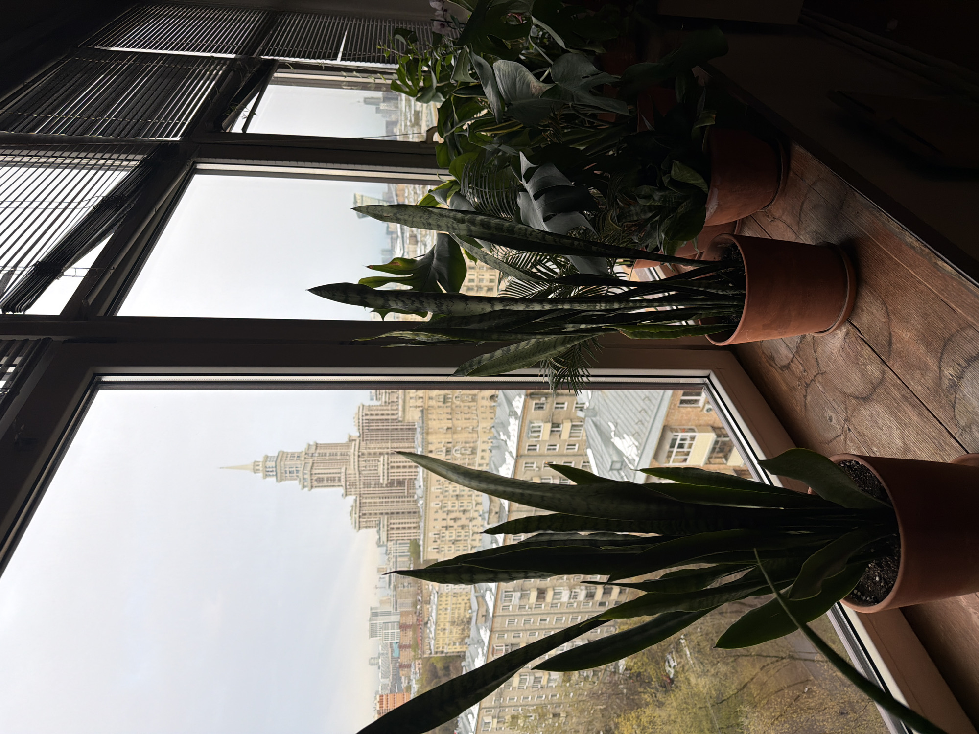 The image presents an indoor view looking out a large window onto an urban cityscape. In the foreground, several potted plants, primarily Sansevieria (snake plants) in terracotta pots, are arranged on a light brown wooden surface, possibly a window sill or table. Other lush, large-leafed plants, including what appears to be a Monstera, are visible further back and to the left, partially obscured by shadows. The window frame is dark, and horizontal blinds are partially drawn at the top, casting shadows.
Outside the window, a sprawling city extends under an overcast sky, suggesting a daytime scene with soft, diffused light. The predominant architectural style of the visible buildings is varied, with many structures appearing to be older, multi-story residential or commercial buildings. A very prominent, tall, multi-tiered building with a distinctive spire and intricate architectural details dominates the mid-ground. This building strongly resembles one of Moscow's Stalinist skyscrapers, often referred to as the "Seven Sisters," which is consistent with the provided location context of Khimki, Russia, a city located near Moscow. The buildings appear to be constructed from light-colored stone or concrete. No people or activities are explicitly visible, and there is no discernible text in the image.