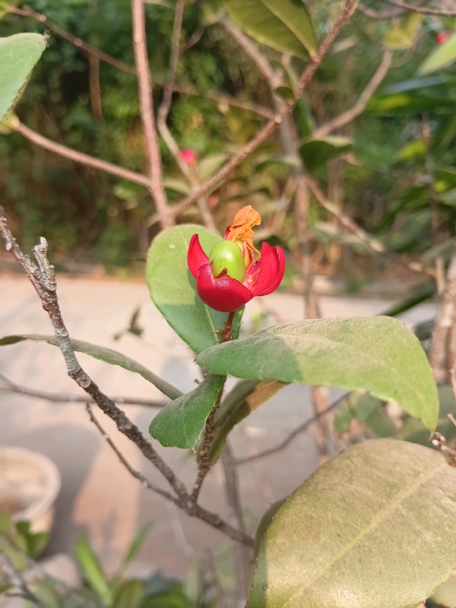 A close-up, vertical, outdoor shot showcases a single Ochna serrulata flower bud with a vibrant red calyx and a green ovary. The flower is centrally positioned against a softly blurred background of green foliage and brown branches, suggestive of a garden or natural setting. In the lower left, a portion of a pale-colored pot is visible. The lighting appears to be natural daylight, casting soft shadows. The image was captured in Cikal, Indonesia.