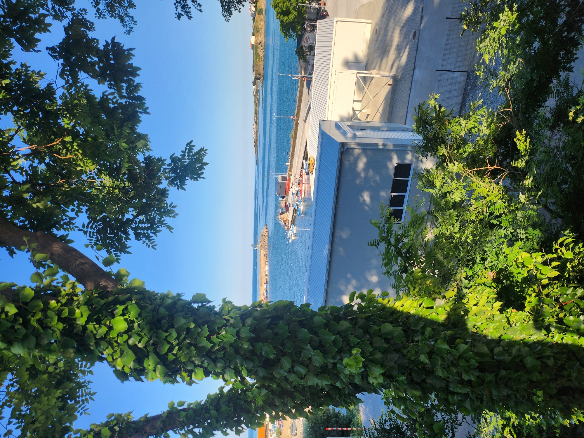 The image shows a view of the sea port in Tsarevo, Bulgaria, on a clear, sunny day. In the foreground, a large tree trunk covered in ivy stands on the left, with branches and leaves from other trees obscuring parts of the scene. To the right, modern, light-colored buildings with metal roofs are visible, some with open-air structures. A paved area with some gravel and a fence runs between the buildings.
Beyond the buildings, the blue sea stretches out. In the mid-ground, a harbor wall or pier extends into the water, with several small boats moored along it. A lighthouse or navigational beacon is visible at the end of the pier. In the background, the coastline of Tsarevo is visible, with buildings and green hills under a bright blue sky. The overall impression is a tranquil scene of a coastal town.