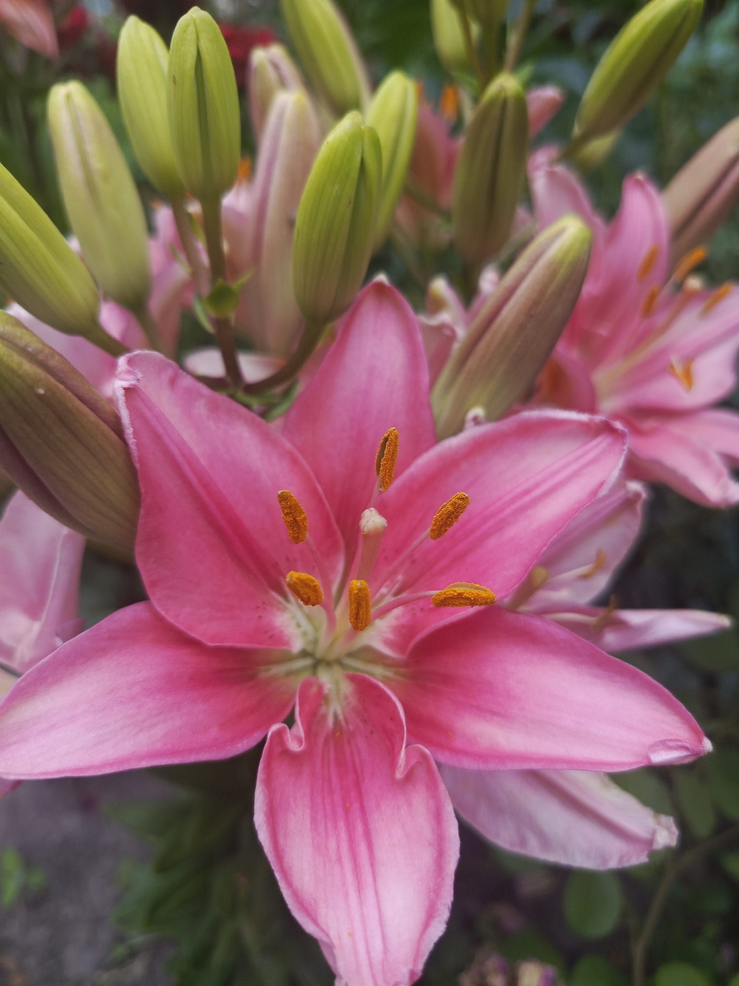 A close-up, vertically oriented, outdoor photograph captures a cluster of pink lilies in Samoylovka, Russia. The foreground is dominated by a fully open, vibrant pink lily with six petals and prominent orange anthers. To the left and behind this bloom, several unopened lily buds, a paler pink with green tips, are visible, along with other partially opened lilies. The background consists of blurred green foliage and dark ground. The lighting suggests it is daytime. There are no people or animals present.
