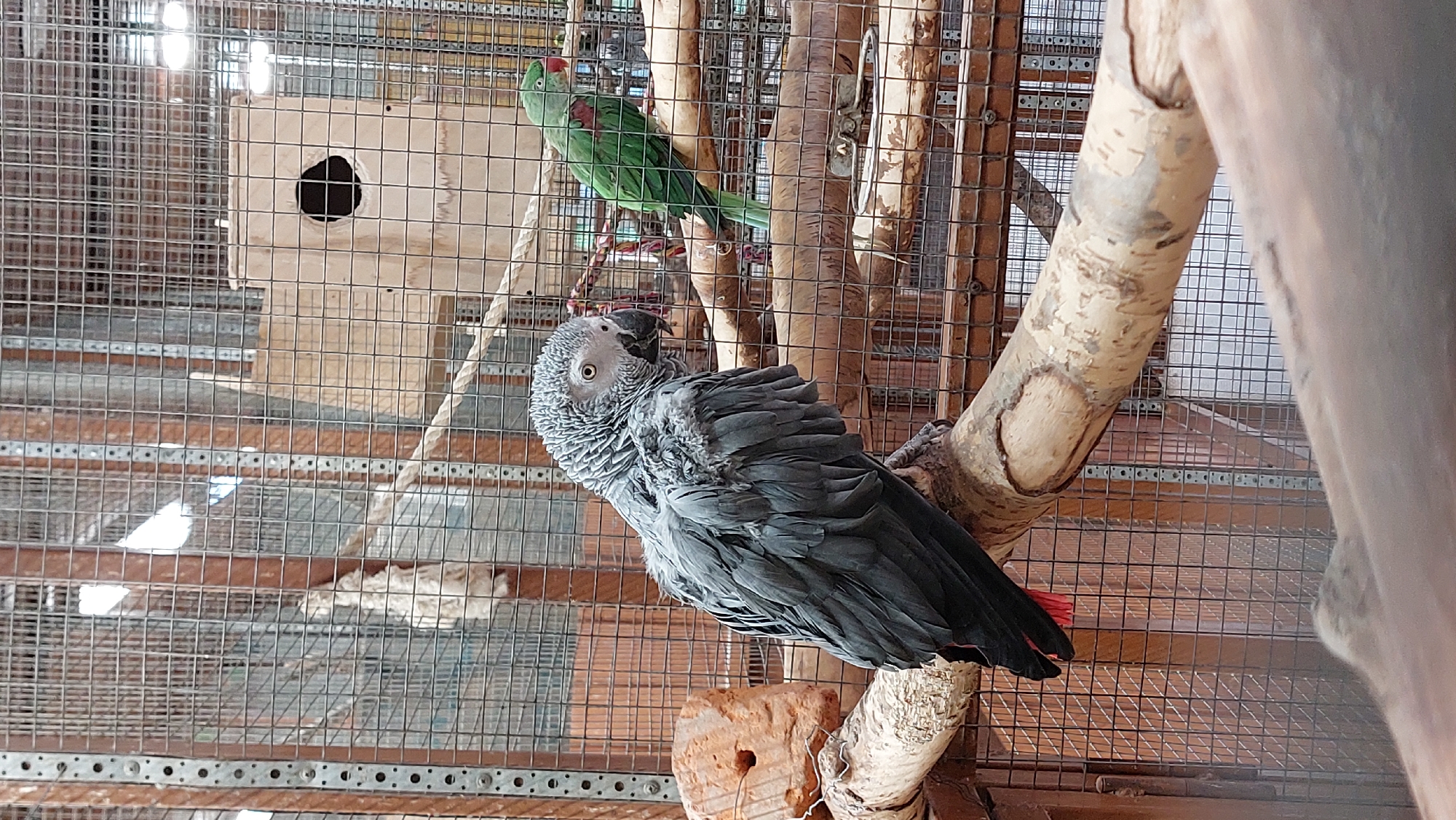 A gray parrot with red tail feathers sits on a wooden perch in a large cage. Another green parrot is perched in the background. The cage is made of wire mesh and has a wooden structure with a hole on the right side. The scene appears to be indoors, possibly in a zoo or aviary, given the environment.