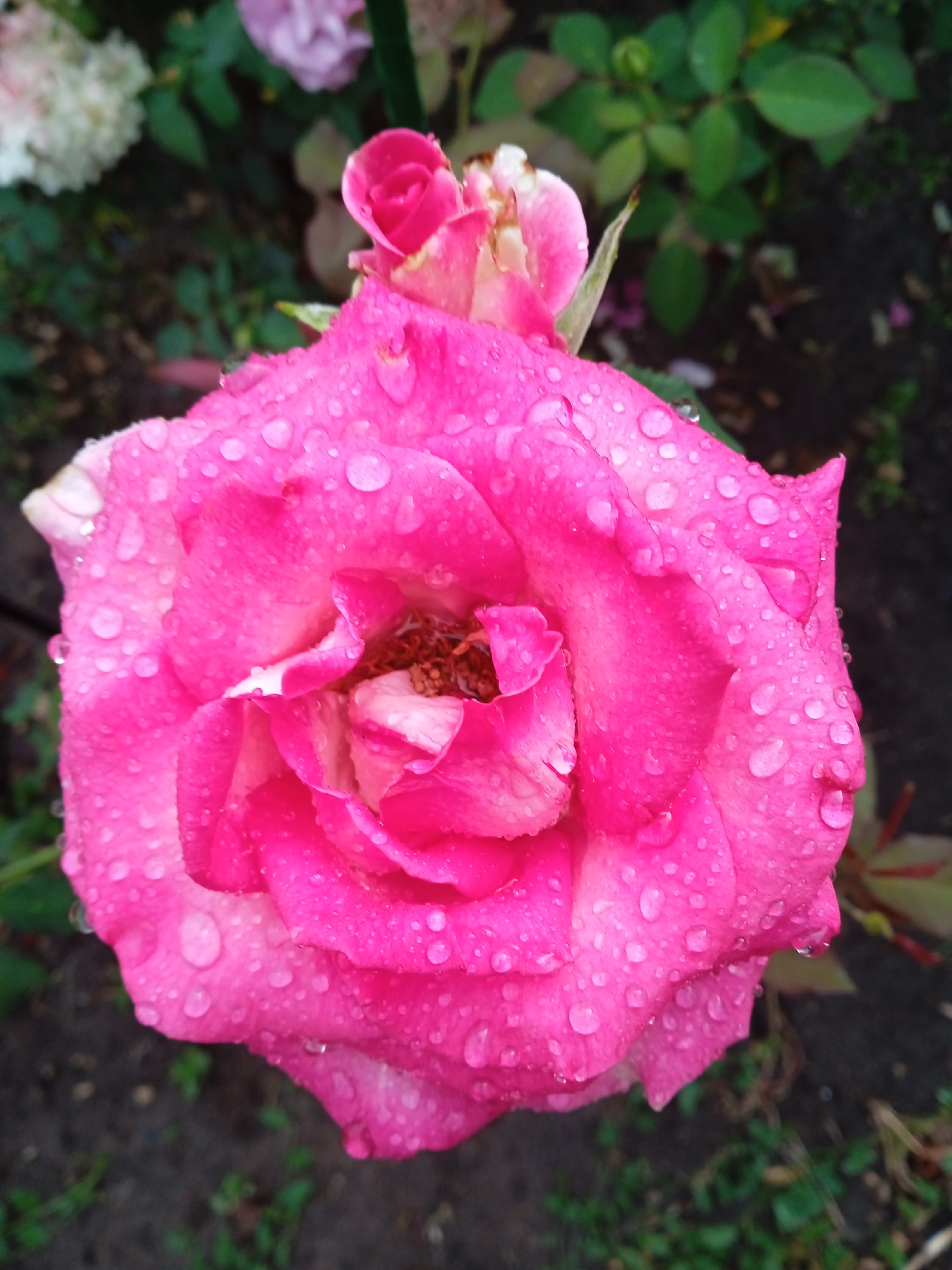 A close-up, eye-level shot captures a vibrant pink rose covered in water droplets. The rose, the main subject, is in full bloom with its petals unfurling to reveal a central reddish-brown stamen. The droplets on the petals suggest recent rain or dew, adding a glistening texture to the flower. In the background, out of focus, are other roses in shades of pink and white, along with green foliage and dark soil. The image appears to be taken outdoors in a garden setting. The specific location in Vyshhorod, Ukraine cannot be determined from the visual information provided.