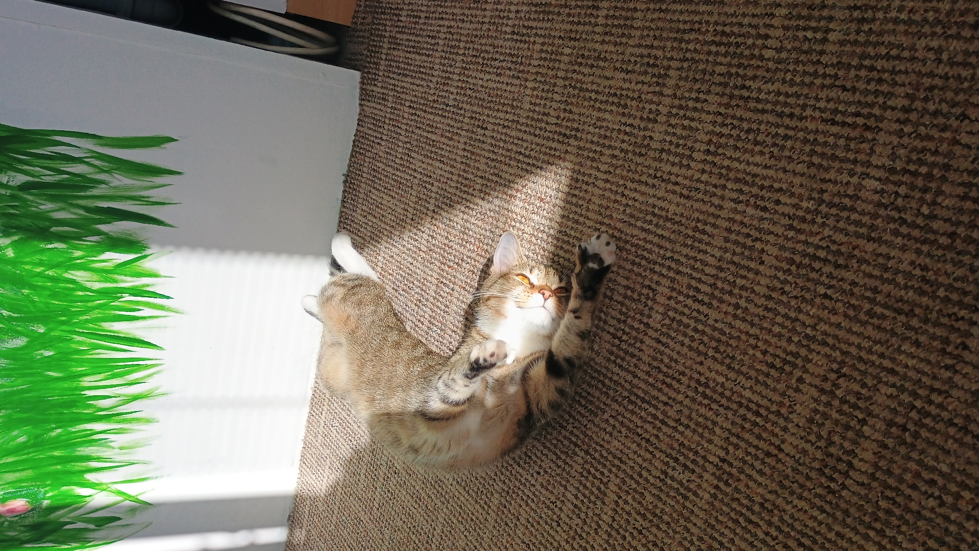 A tabby cat is lying on its back on a brown carpet, basking in a sunbeam. The cat is curled up, with its paws in the air. Its eyes are closed, and it appears to be sleeping or relaxing. Behind the cat, a white wall is visible, with a painting of green grass at the top. The lighting suggests it is daytime, and the scene is indoors. The overall impression is one of a peaceful and cozy domestic environment. There are no indications of the city of Sokolov, Czechia.
