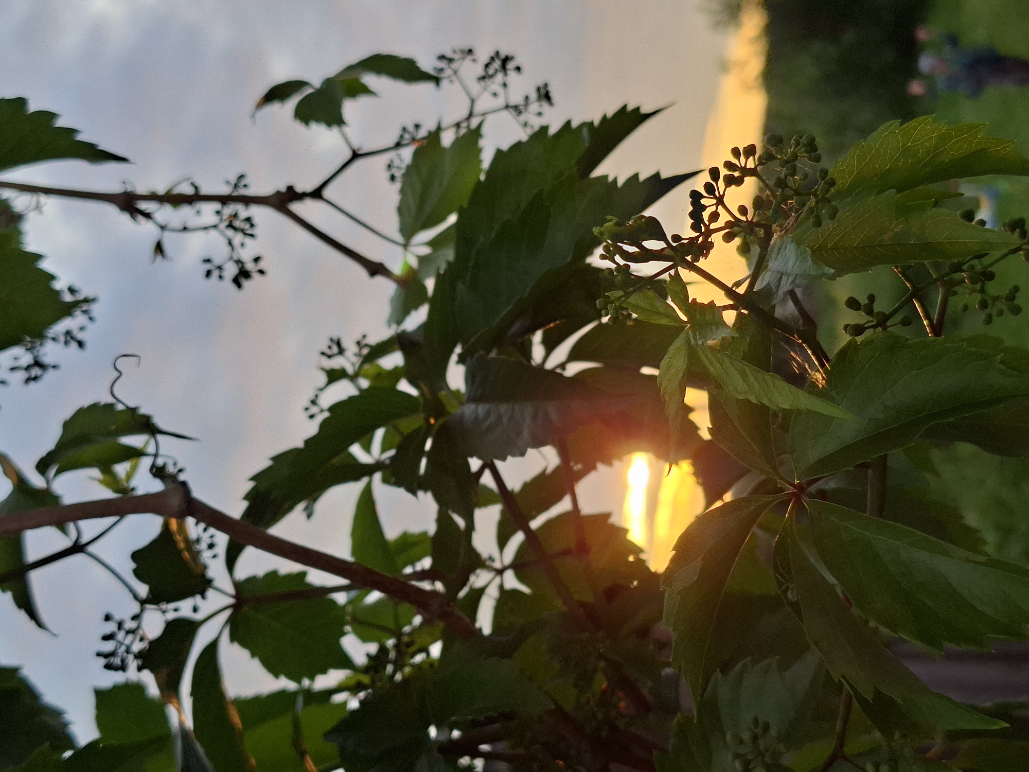 In the foreground of the image, green leaves and branches of a vine are prominently featured, obscuring a portion of the background. Sunlight, appearing as a bright orange glow, filters through the foliage, suggesting it is either sunrise or sunset. The sky is a mix of pale blue and hazy clouds, with hints of pink and orange from the sun.
The background is out of focus but depicts an outdoor environment. A blur of green suggests grass and trees. In the far right background, a figure of a person, also out of focus, can be seen wearing a hat and raising their arms. Their presence indicates a human element within the scene, possibly engaged in an outdoor activity.
The image does not contain any specific landmarks or recognizable structures that would indicate its location within a city. The environment appears to be rural or suburban, given the presence of natural elements and the absence of urban infrastructure. The lighting conditions suggest a time of day with low sun angles, casting long shadows and creating a warm, diffused light.