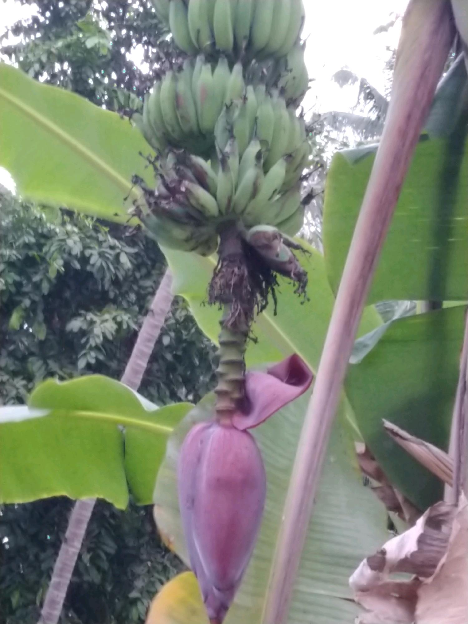 A bunch of green bananas hangs from a plant. A large, purple banana blossom is visible at the bottom of the bunch. Banana leaves are also prominent in the image, and the background consists of green foliage and trees. The image appears to be taken outdoors, in what could be a tropical or subtropical environment. The specific location of Somokaton, Indonesia, is not visually discernible from the image itself.