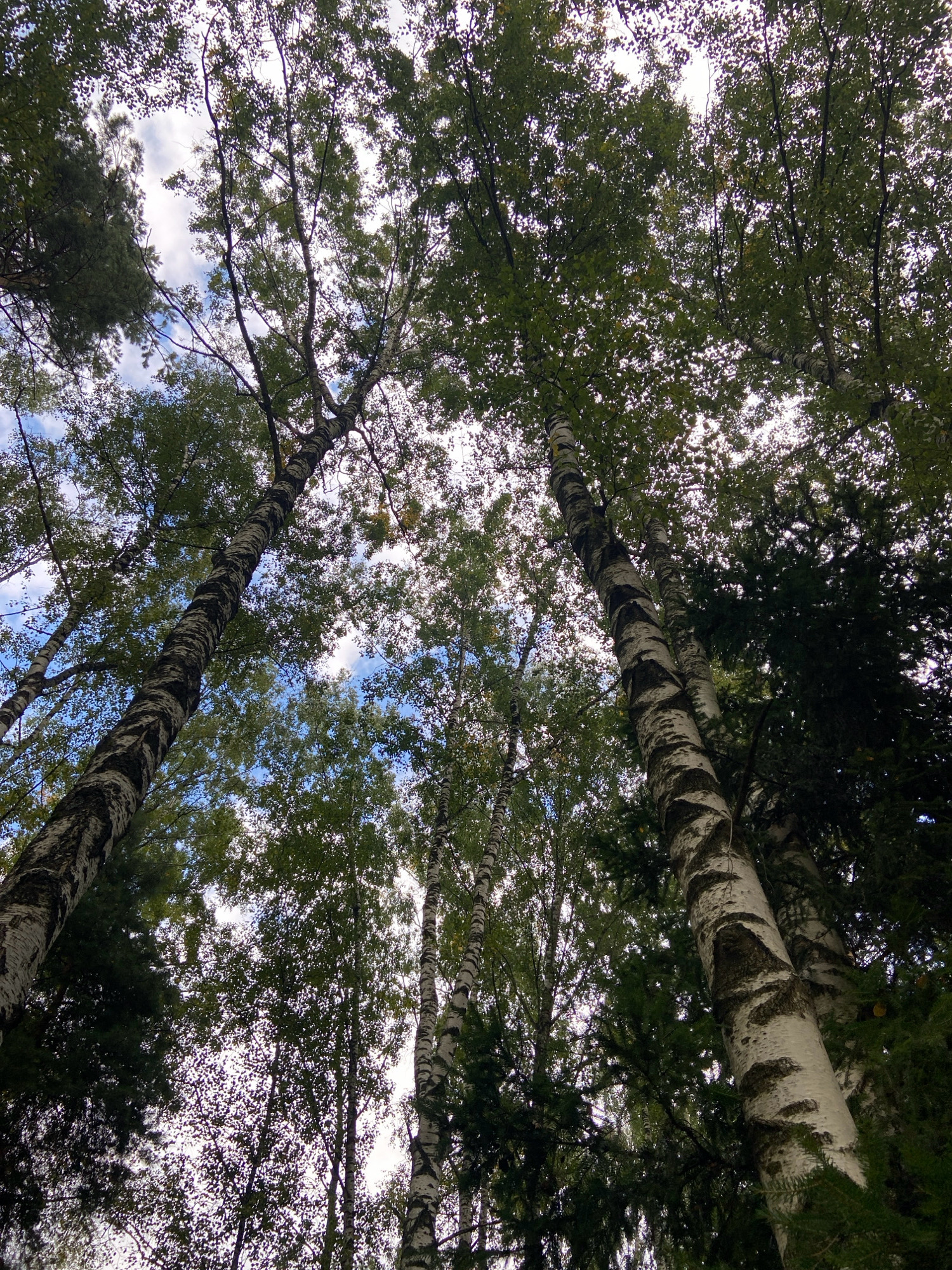 The image captures a low-angle view looking up through a dense forest canopy. The dominant trees are tall birches with their characteristic white bark marked by dark, irregular patches. Interspersed among the birches are dark green coniferous trees, creating a contrast in foliage. The sky is visible in patches through the leaves, appearing bright white and light blue, suggesting it is daytime with scattered clouds. The overall impression is one of a natural woodland environment, likely a forest or park, situated in the Зимородок Днп region of Russia. There are no people or visible signs of human activity in the frame.
