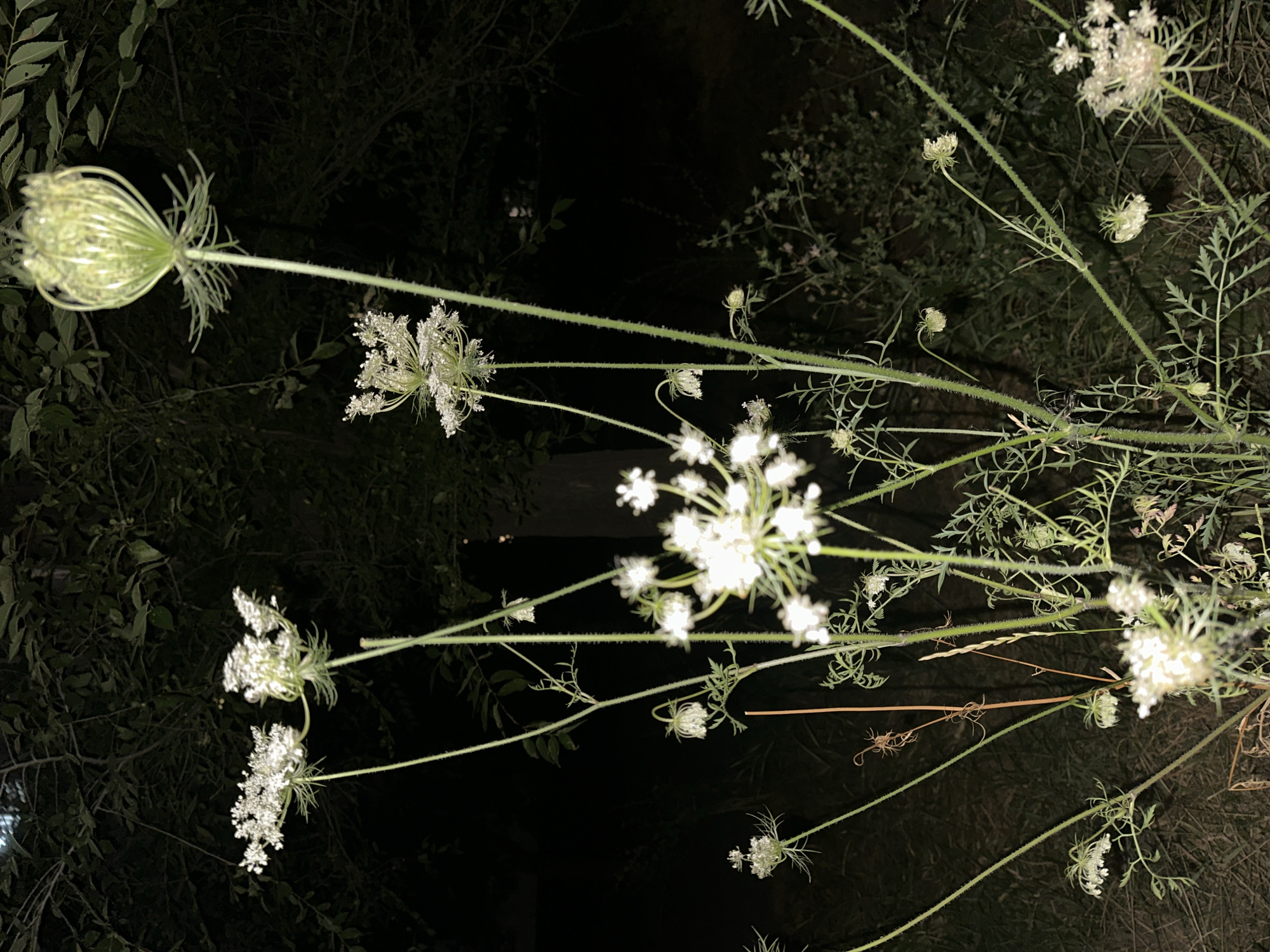 The image shows a close-up of several Queen Anne's Lace flowers in bloom at night. The flowers are white and delicate, with intricate, lace-like patterns. They are illuminated by an unseen light source, creating a soft glow. The background is dark and blurred, with hints of foliage and trees. The scene appears to be in a natural setting, likely a garden or meadow. There are no people or animals visible in the image. The overall impression is one of natural beauty and tranquility. It is not possible to determine the specific location in Nevinnomyssk, Russia from the image alone.