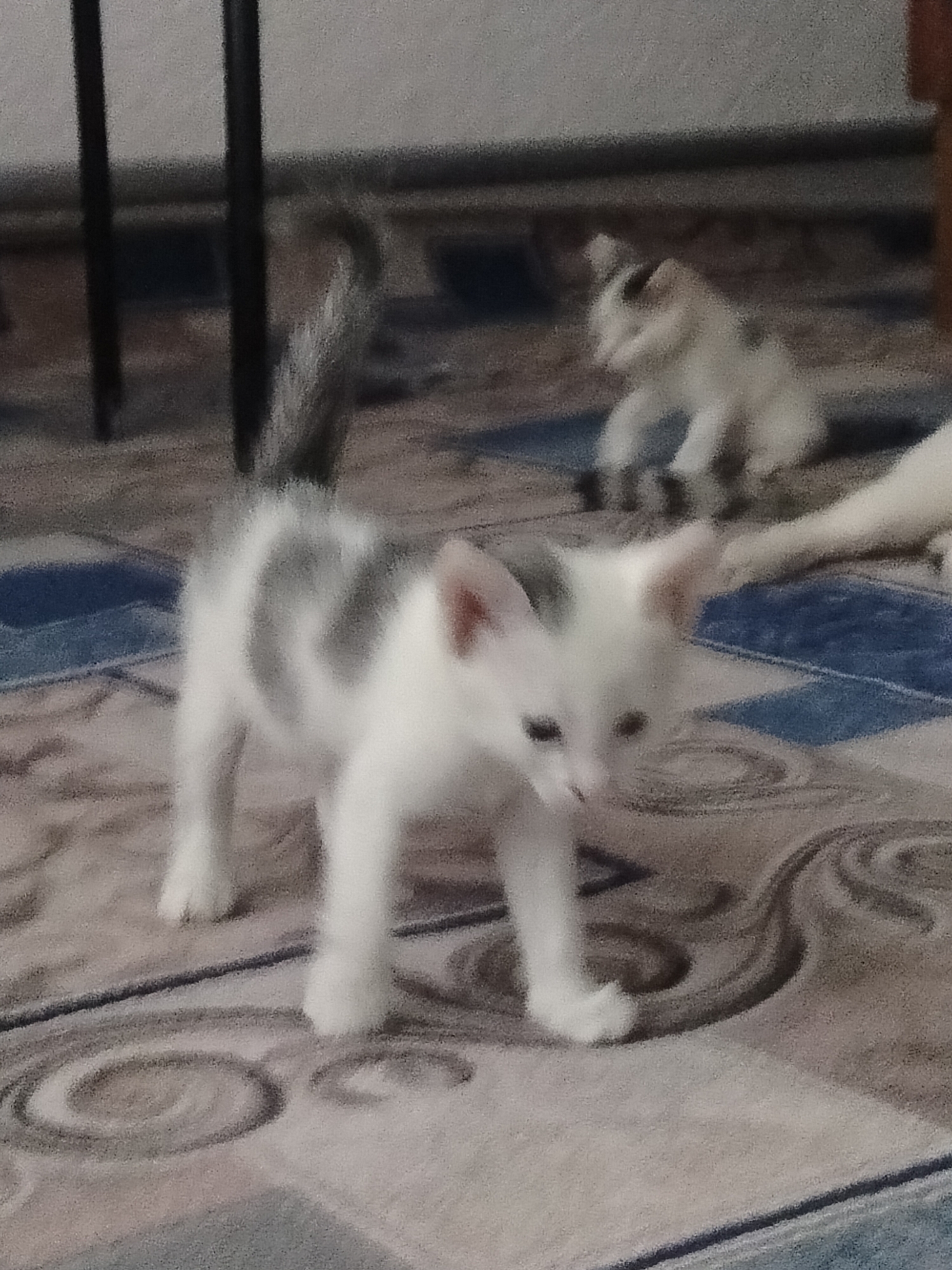 The image depicts two kittens on a patterned carpet indoors. The foreground features a white and grey kitten with its tail raised, appearing to walk or stand. In the background, another white and black kitten is visible, sitting or crouching. The environment suggests a domestic setting within a city, however, the specific location of Көлкент, Kazakhstan cannot be determined from the visual information provided. The lighting is dim, and the image quality is somewhat blurry, making it difficult to discern finer details.