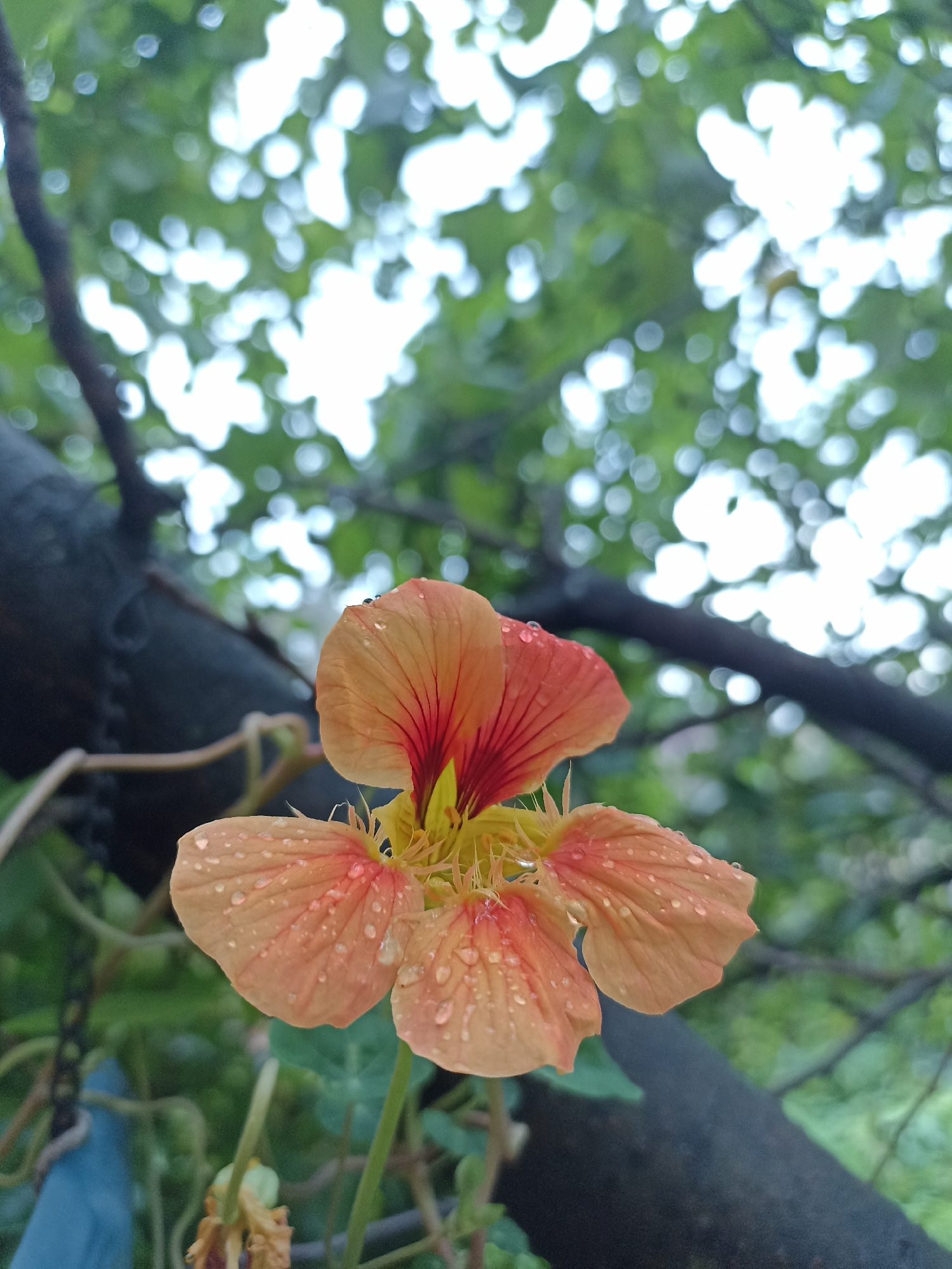 A close-up, slightly downward-angled shot captures an orange nasturtium flower with water droplets on its petals. The flower is in focus, while the background is softly blurred with green foliage and white bokeh lights, suggesting sunlight filtering through leaves. A dark, thick tree branch runs diagonally across the mid-left of the frame. The scene is outdoors, possibly in a garden or park. There is no indication of the city of Mochische, Russia, in the image.